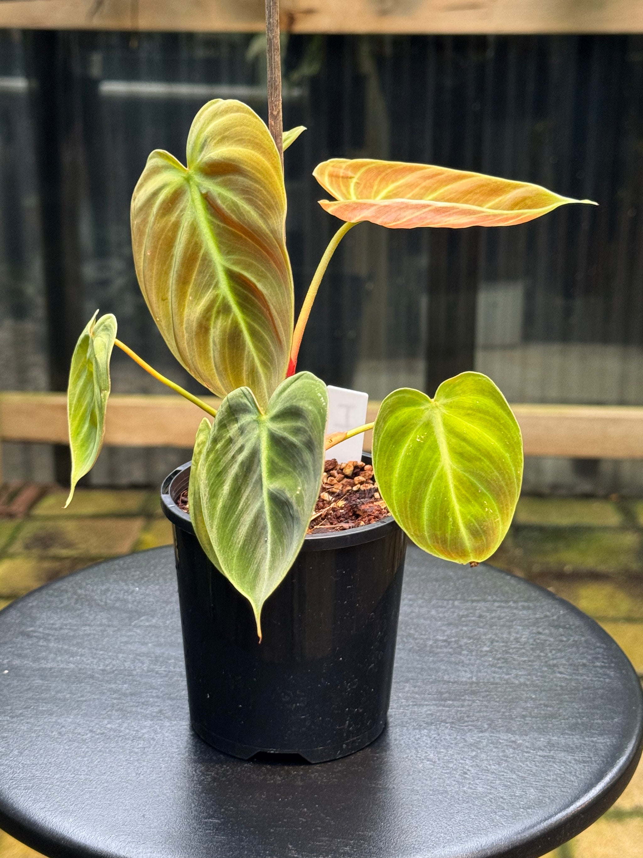 Philodendron 'El-Choco' Red