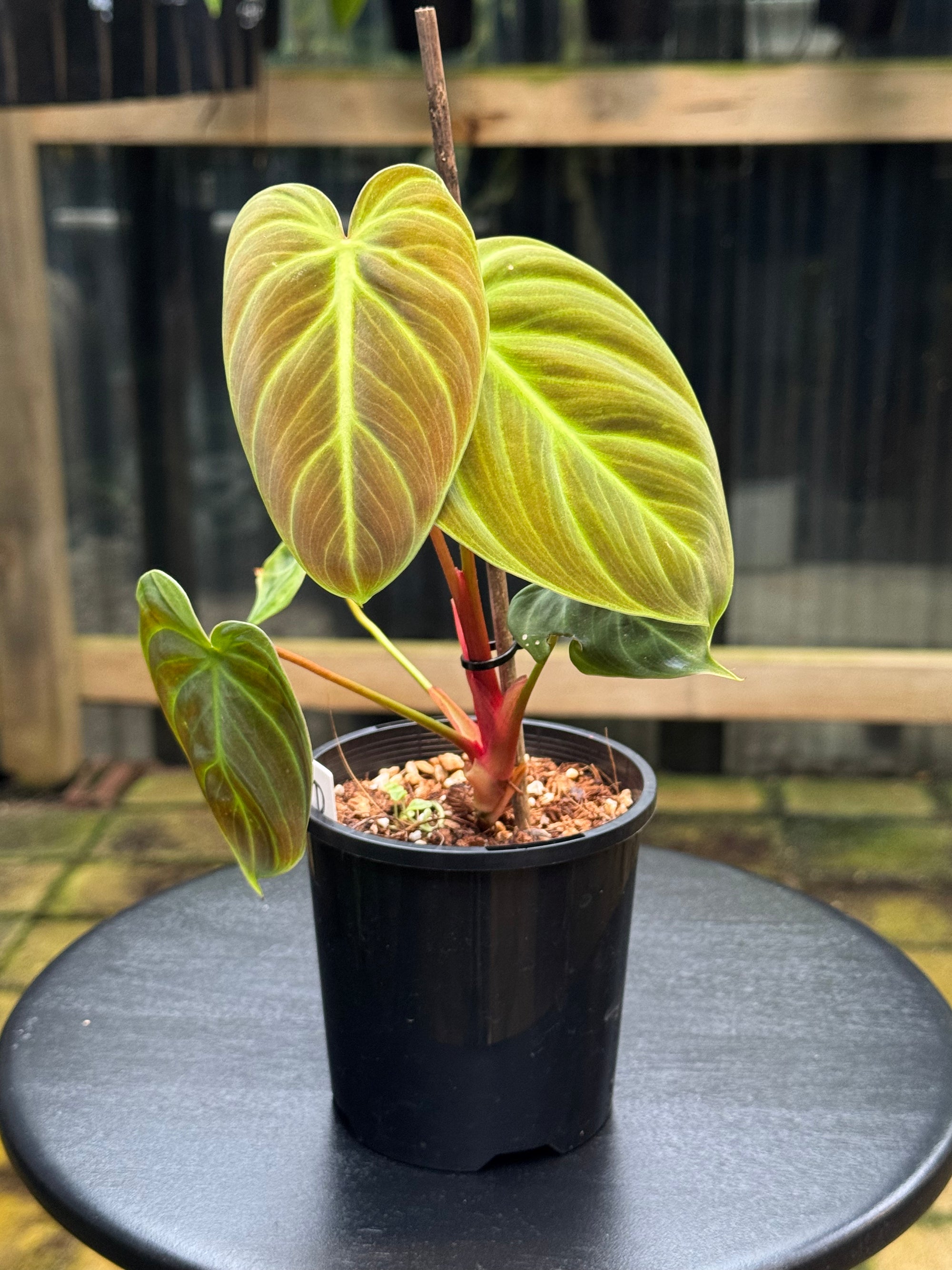 Philodendron 'El-Choco' Red