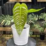 Anthurium Veitchii - Narrow Form