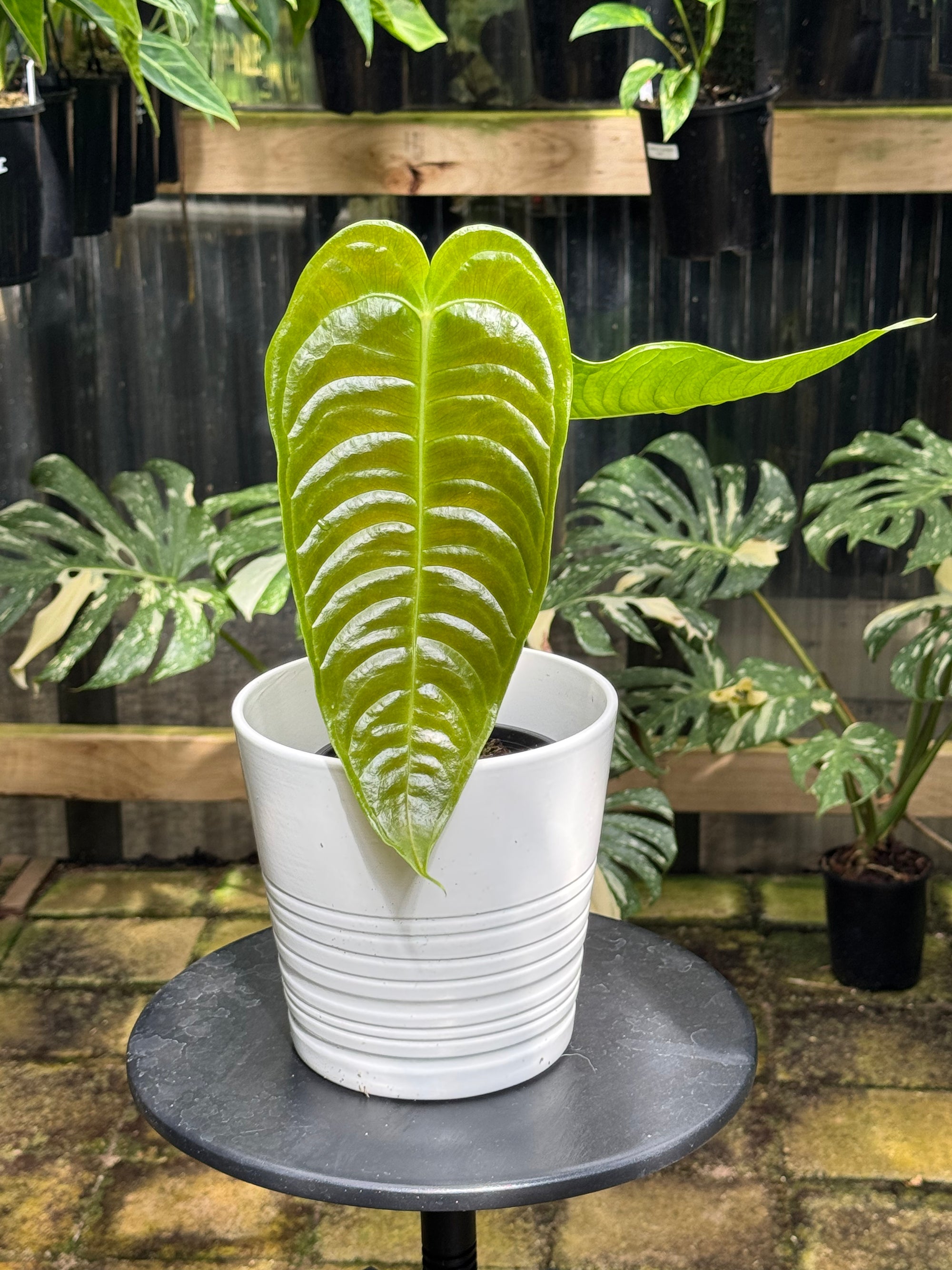 Anthurium Veitchii - Narrow Form