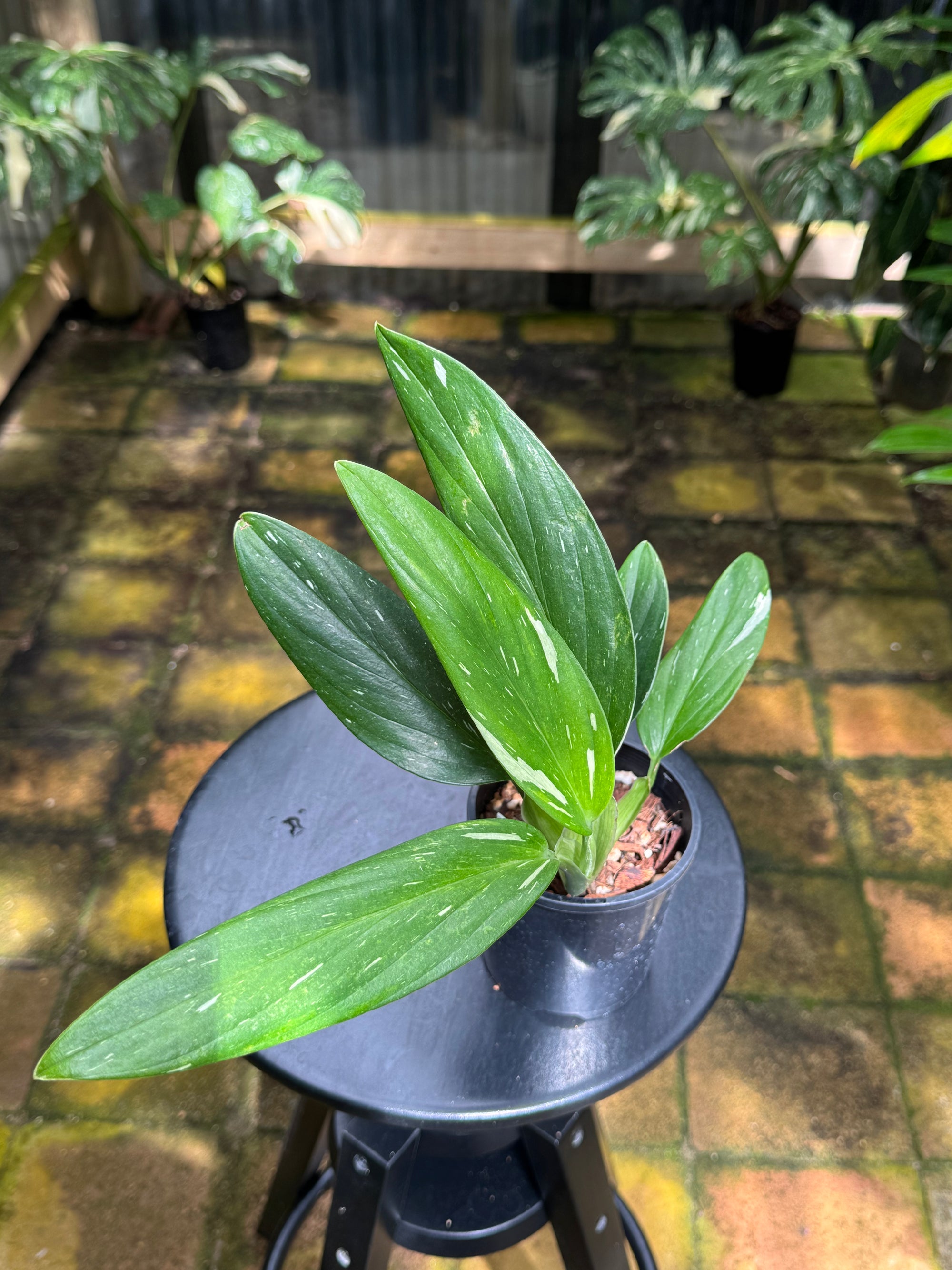 Monstera standleyana