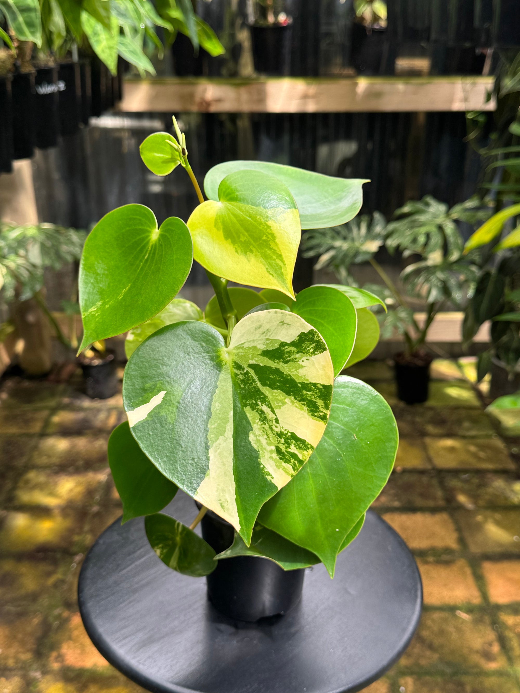 Peperomia 'Heart' variegated