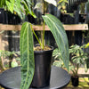 Anthurium warocqueanum 'QUEEN' - Narrow Dark