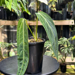 Anthurium warocqueanum 'QUEEN' - Narrow Dark