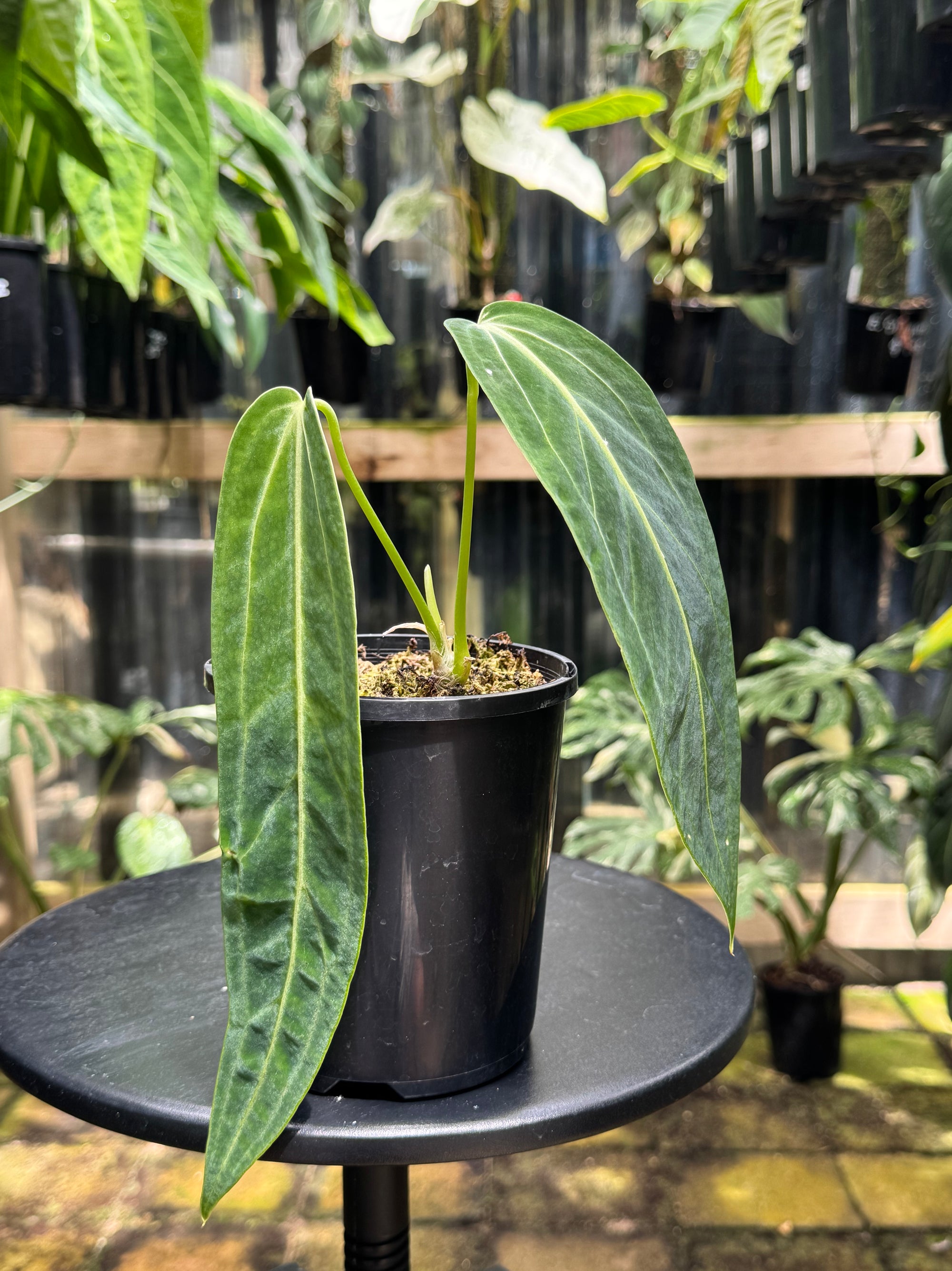 Anthurium warocqueanum 'QUEEN' - Narrow Dark