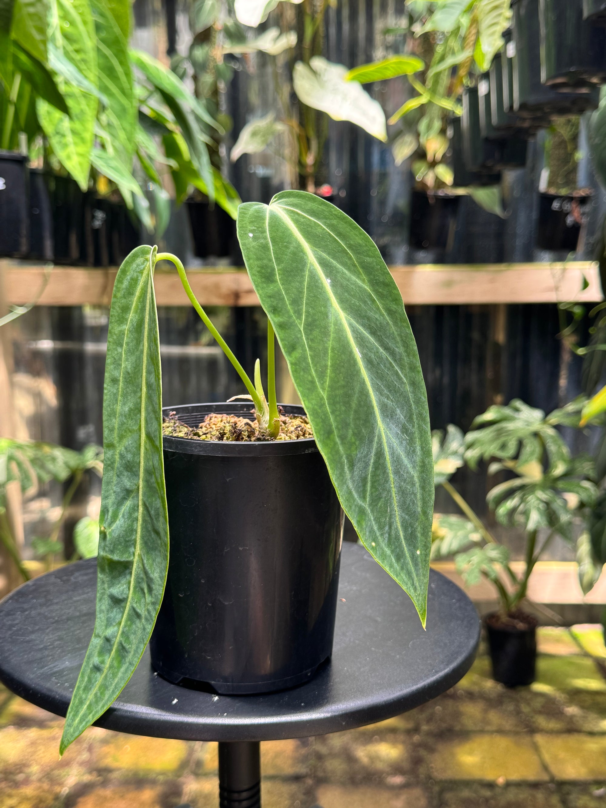 Anthurium warocqueanum 'QUEEN' - Narrow Dark