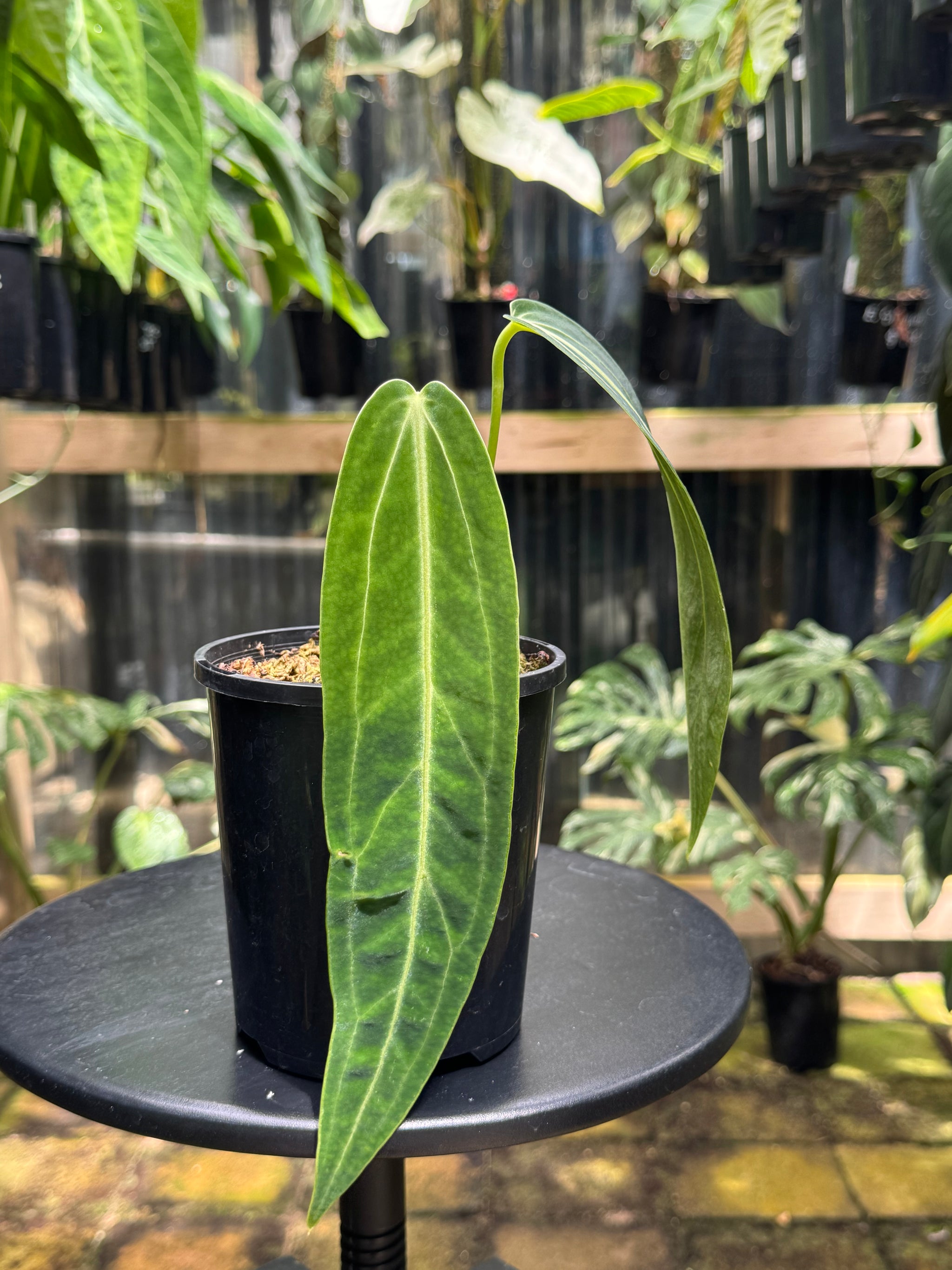 Anthurium warocqueanum 'QUEEN' - Narrow Dark