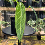 Anthurium warocqueanum 'QUEEN'