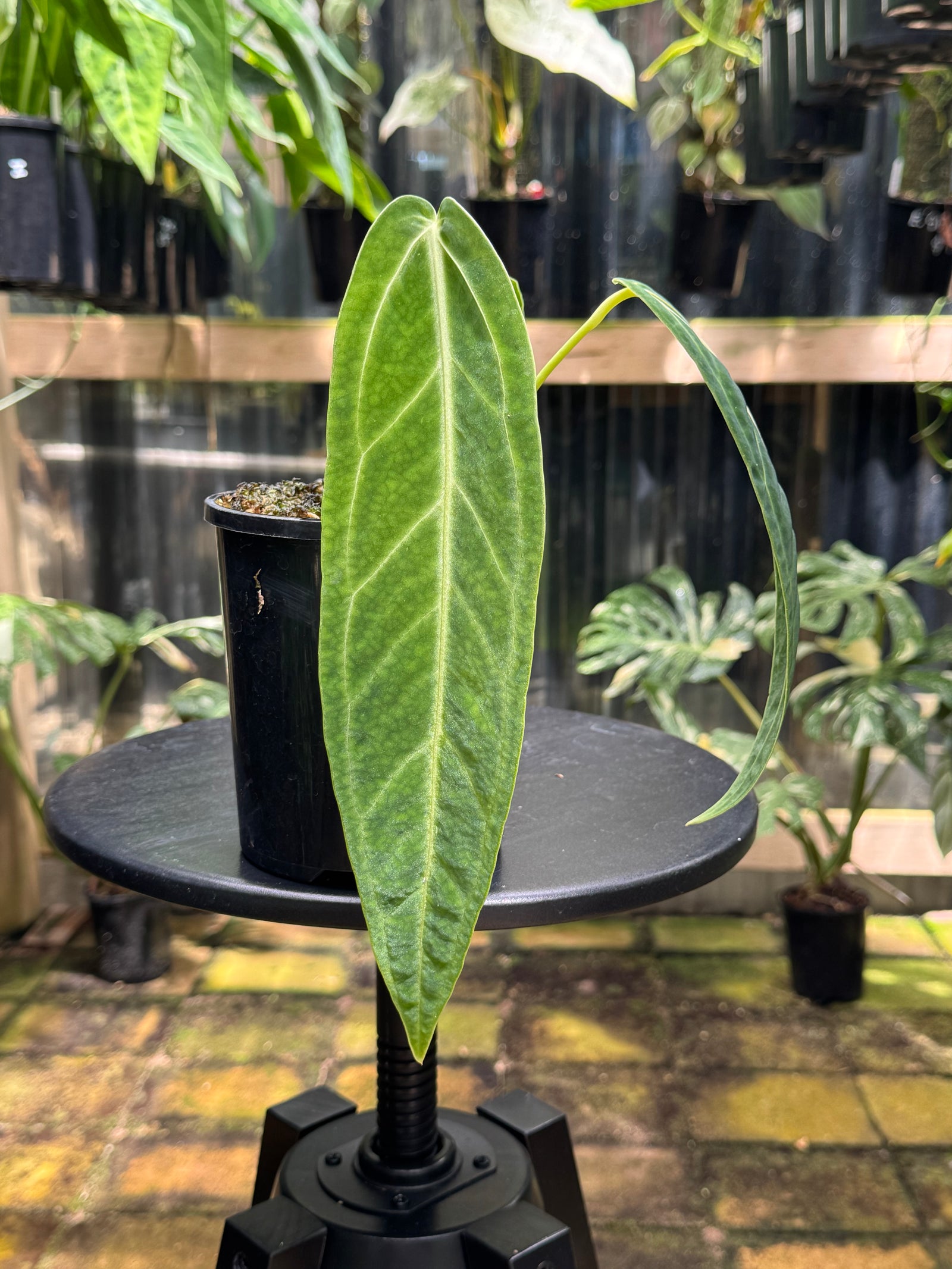 Anthurium warocqueanum 'QUEEN'