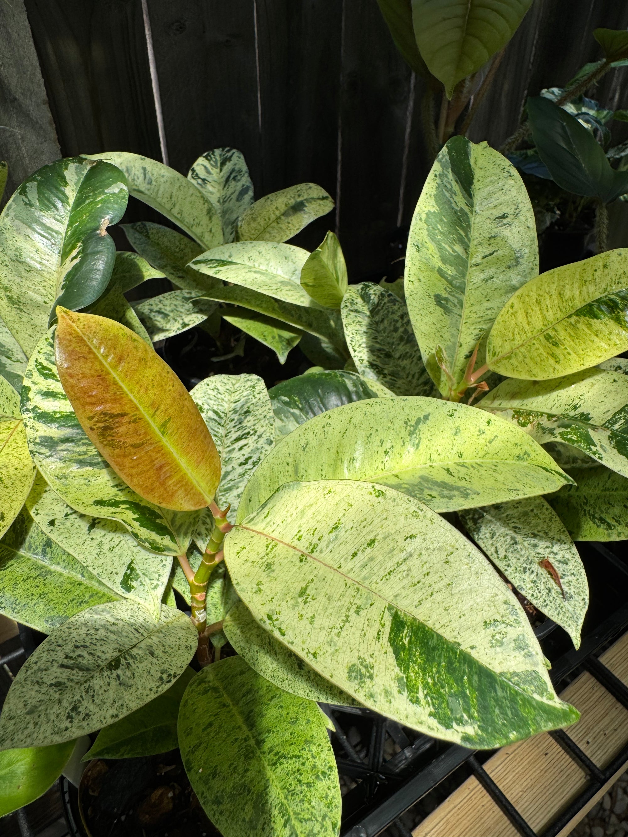 Ficus shivereana