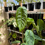 Philodendron sharoniae