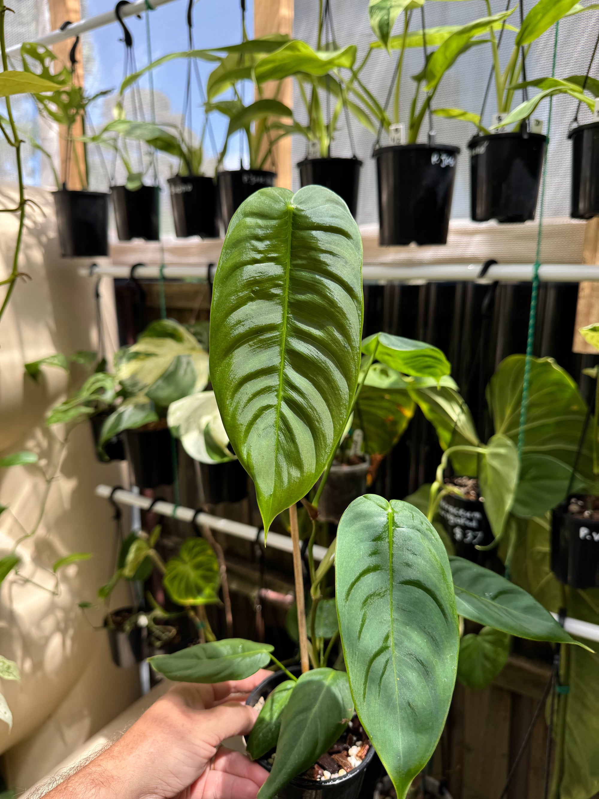 Philodendron sharoniae