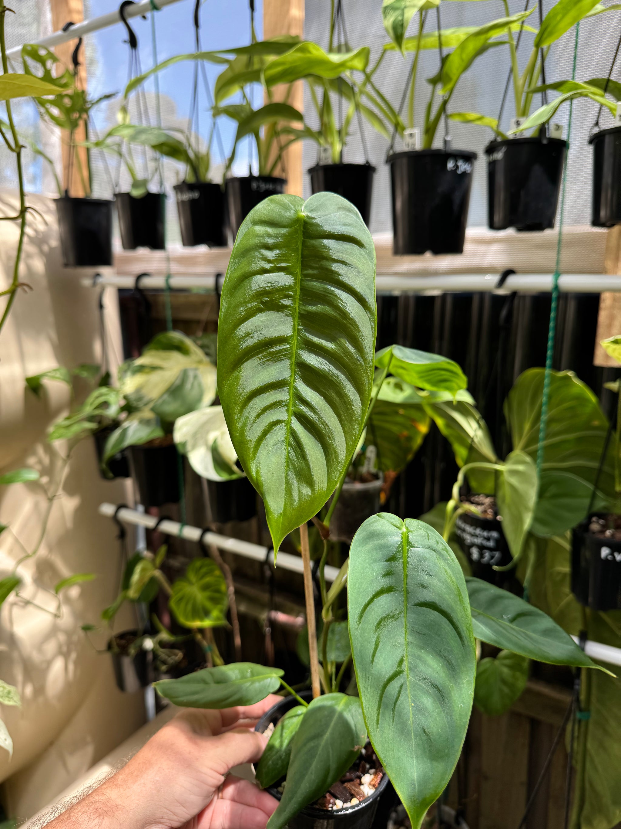 Philodendron sharoniae