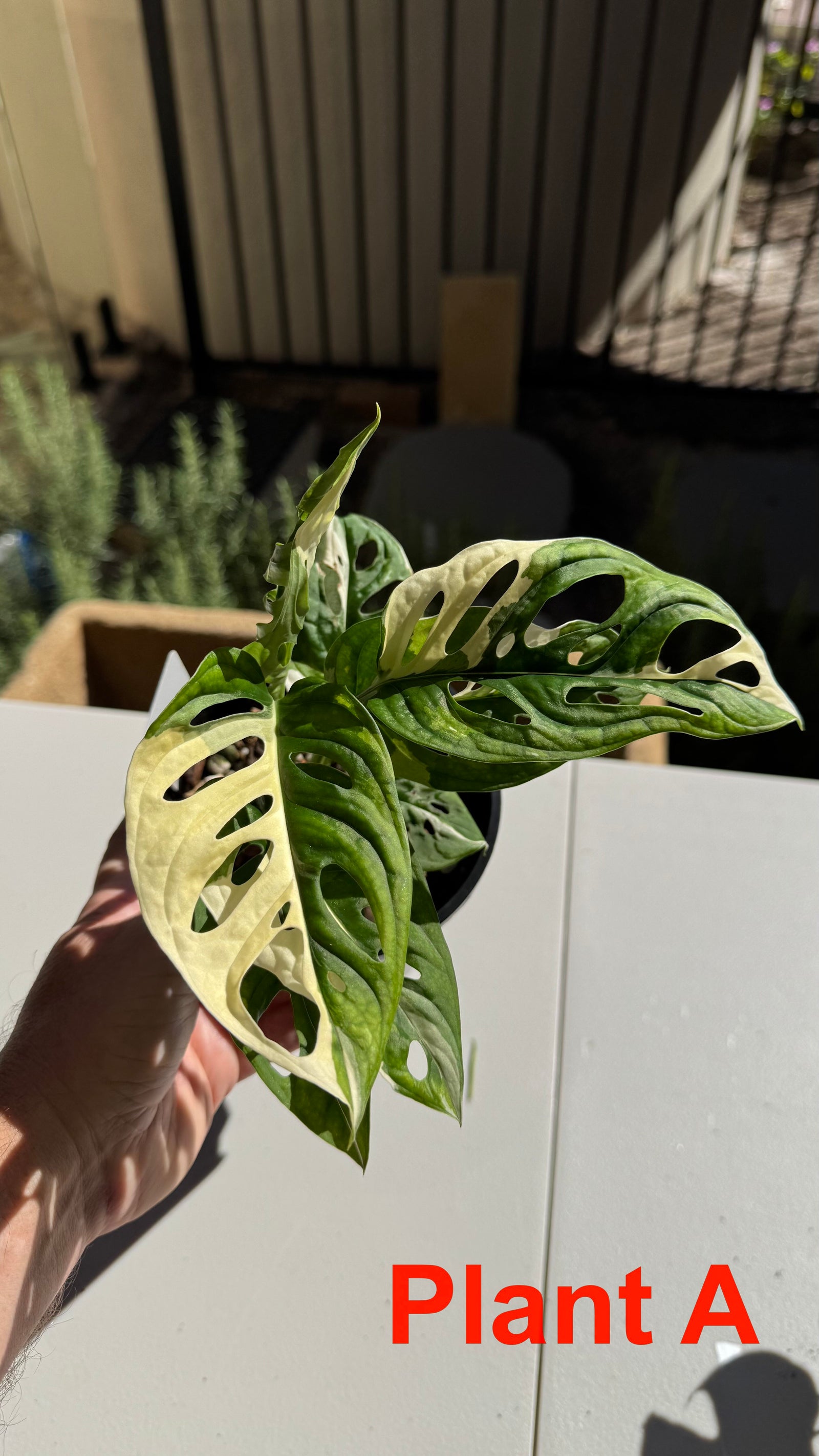 Monstera adansonii variegated Large Form
