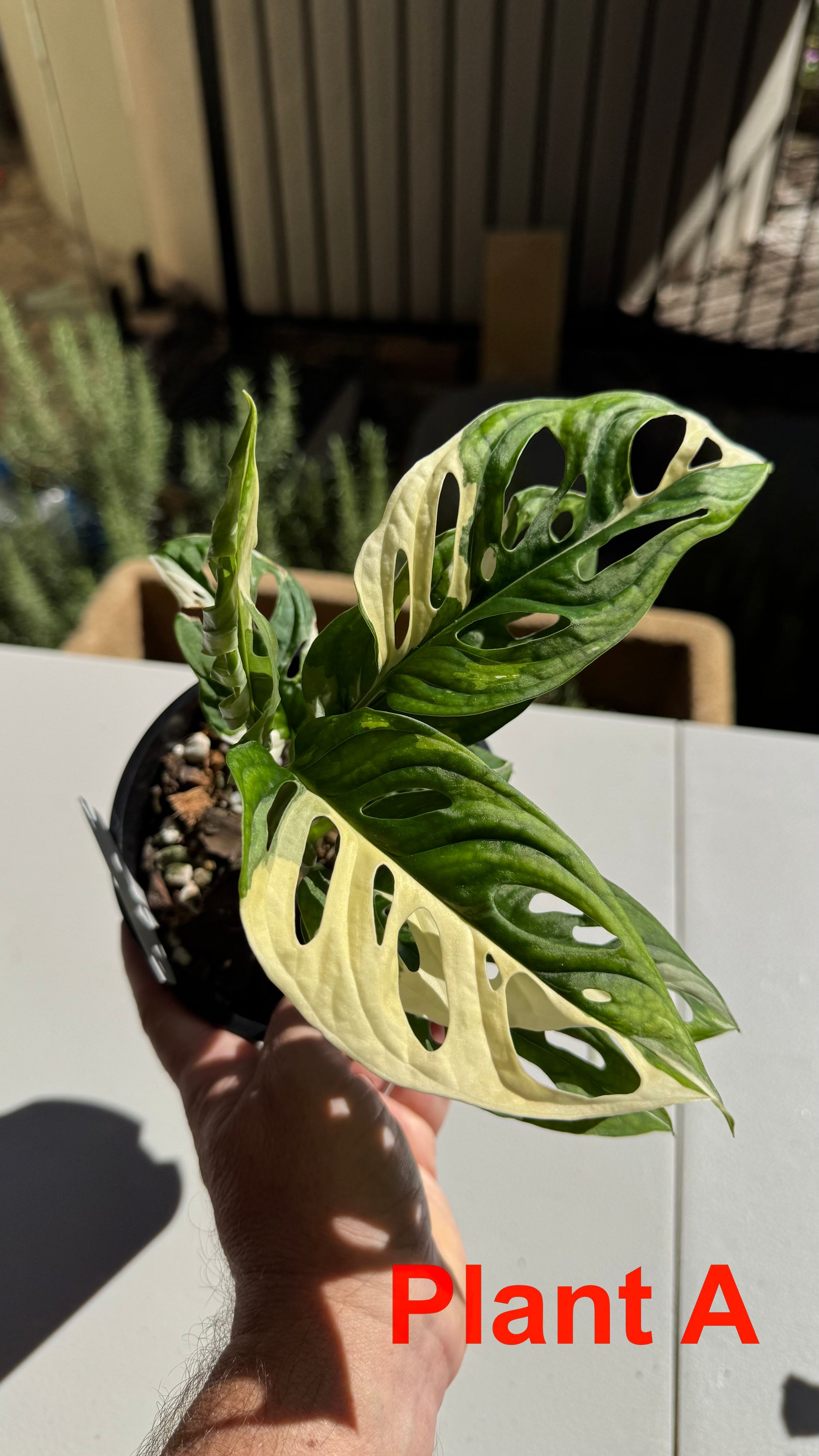 Monstera adansonii variegated Large Form
