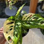 Monstera adansonii variegated Large Form