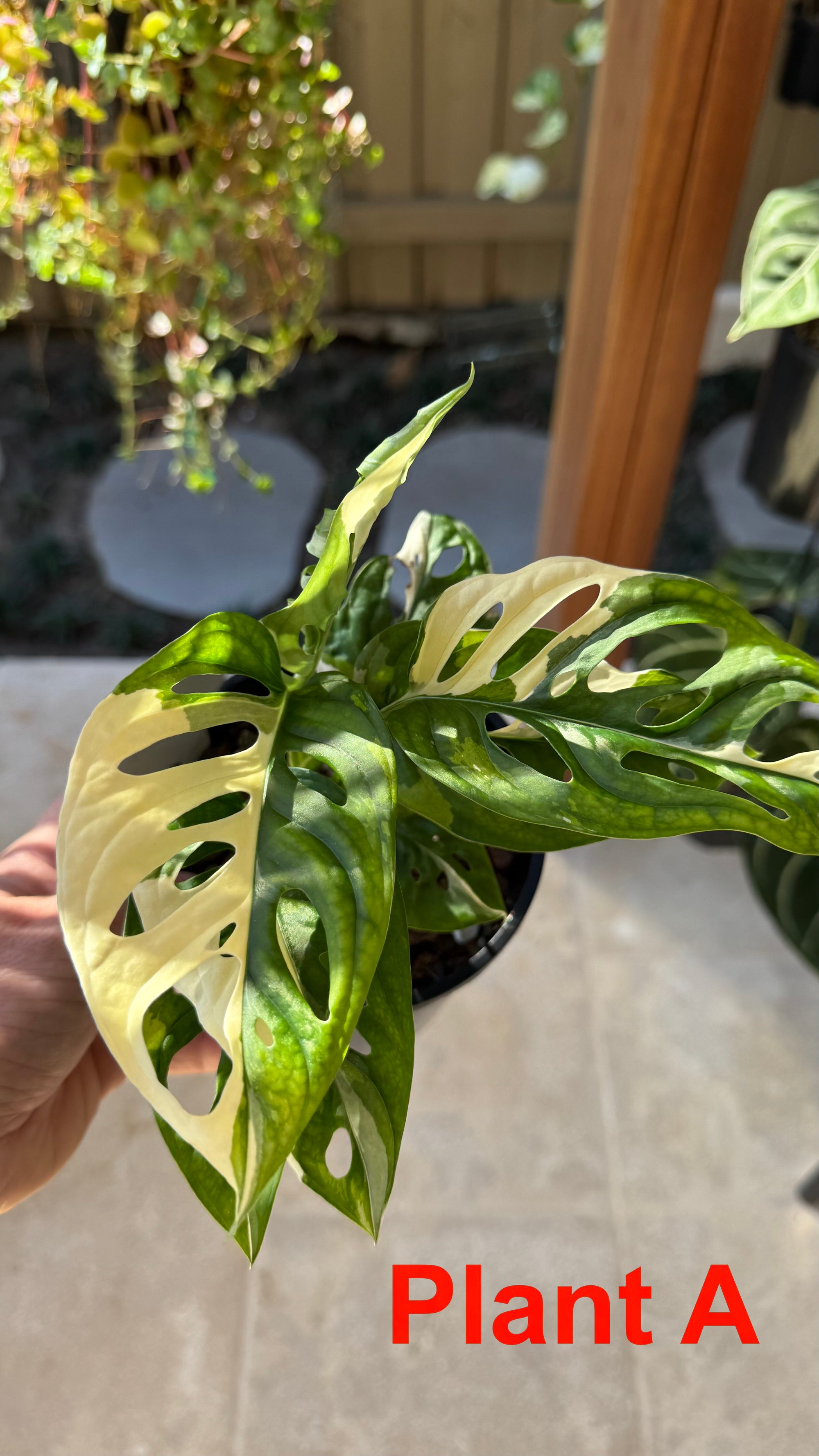Monstera adansonii variegated Large Form