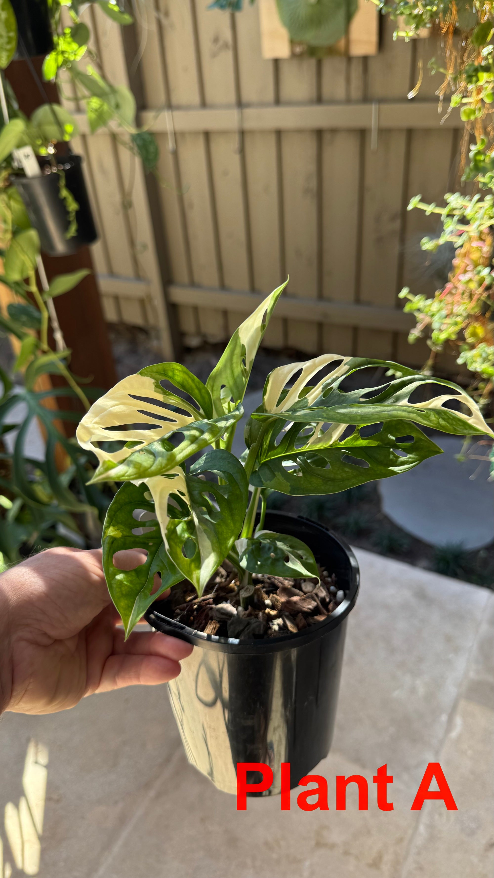 Monstera adansonii variegated Large Form