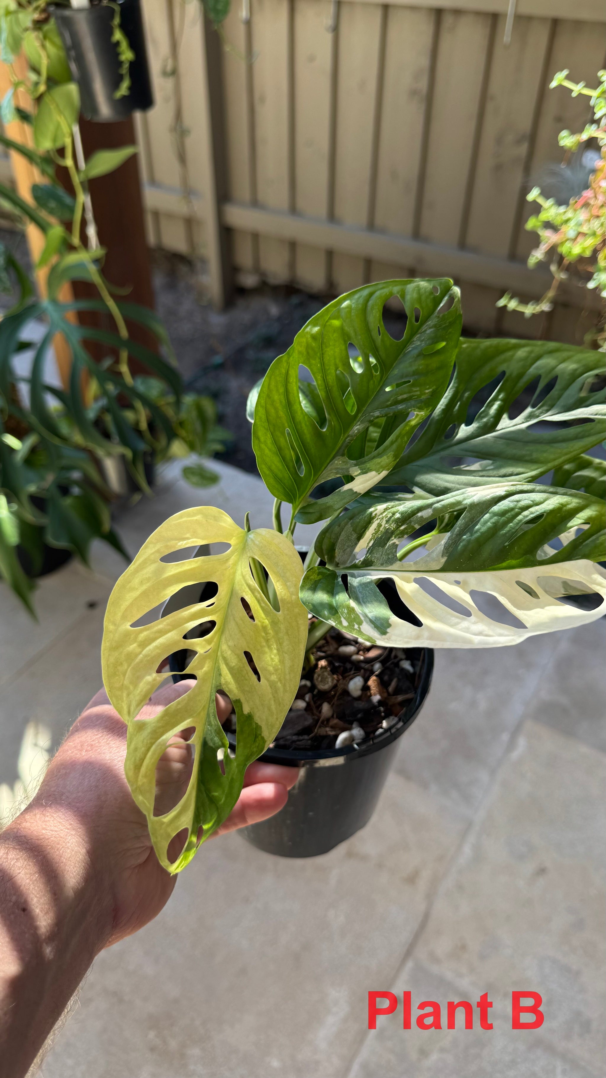 Monstera adansonii variegated Large Form