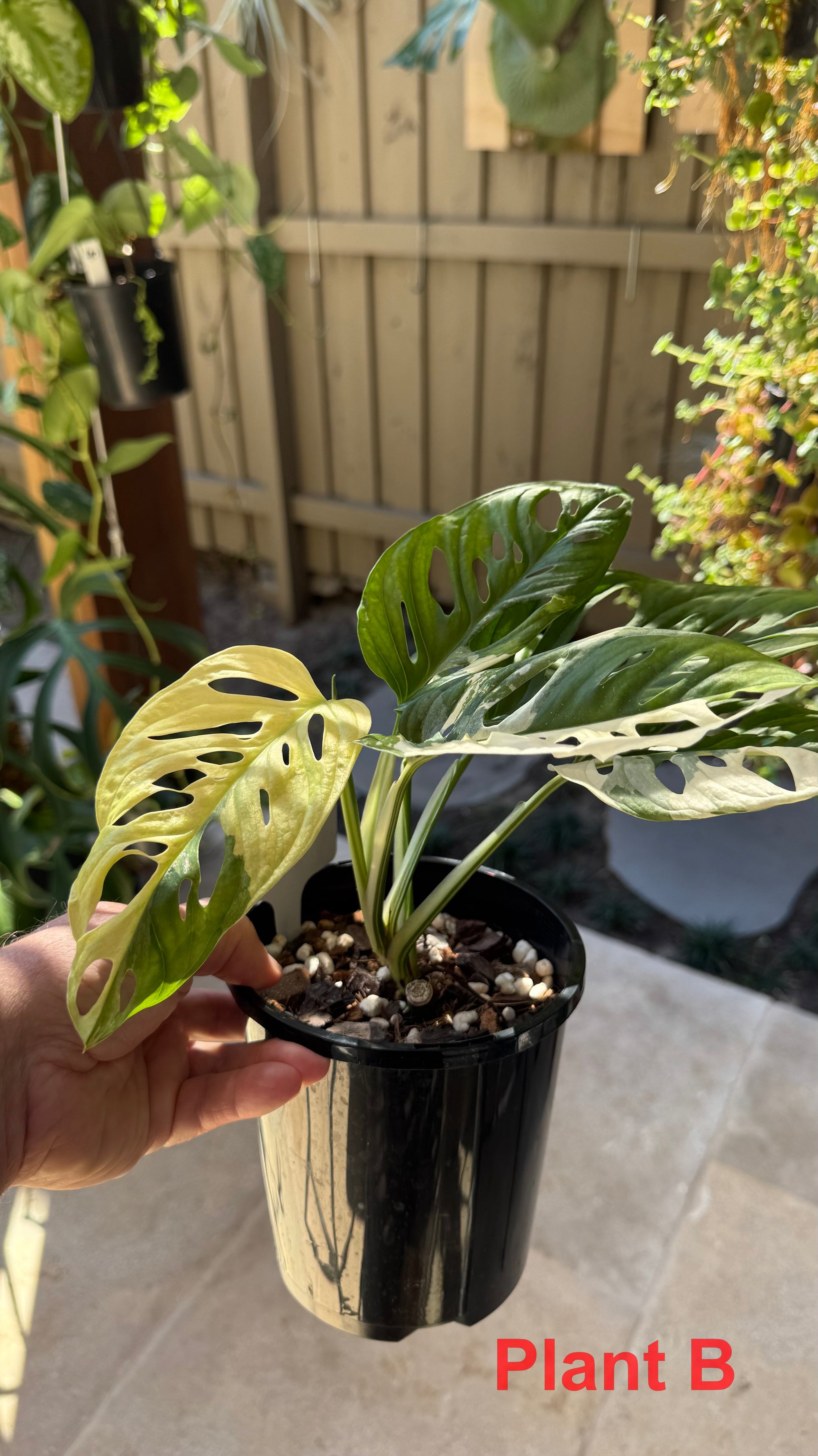 Monstera adansonii variegated Large Form