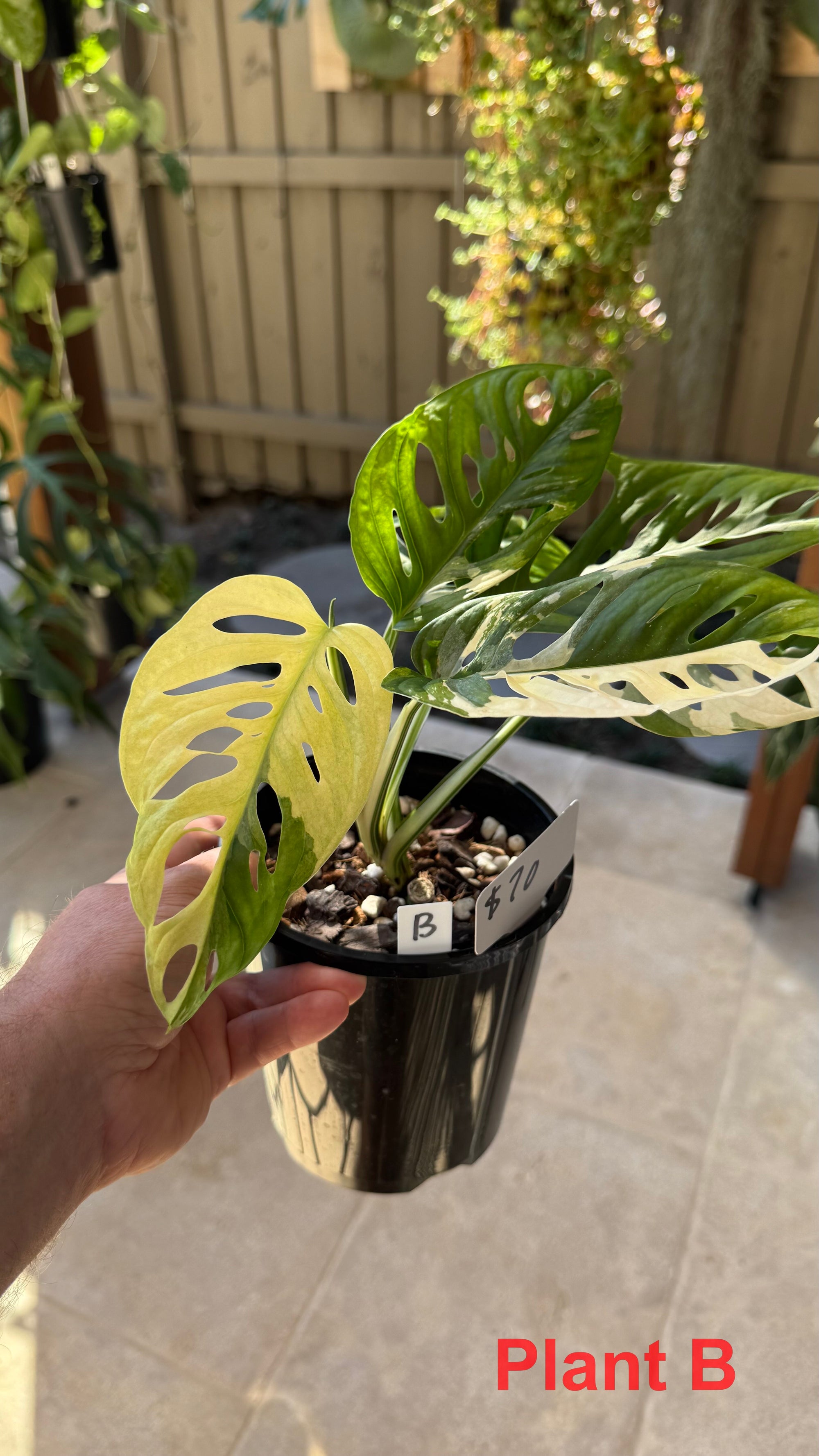 Monstera adansonii variegated Large Form