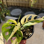 Monstera adansonii variegated Large Form