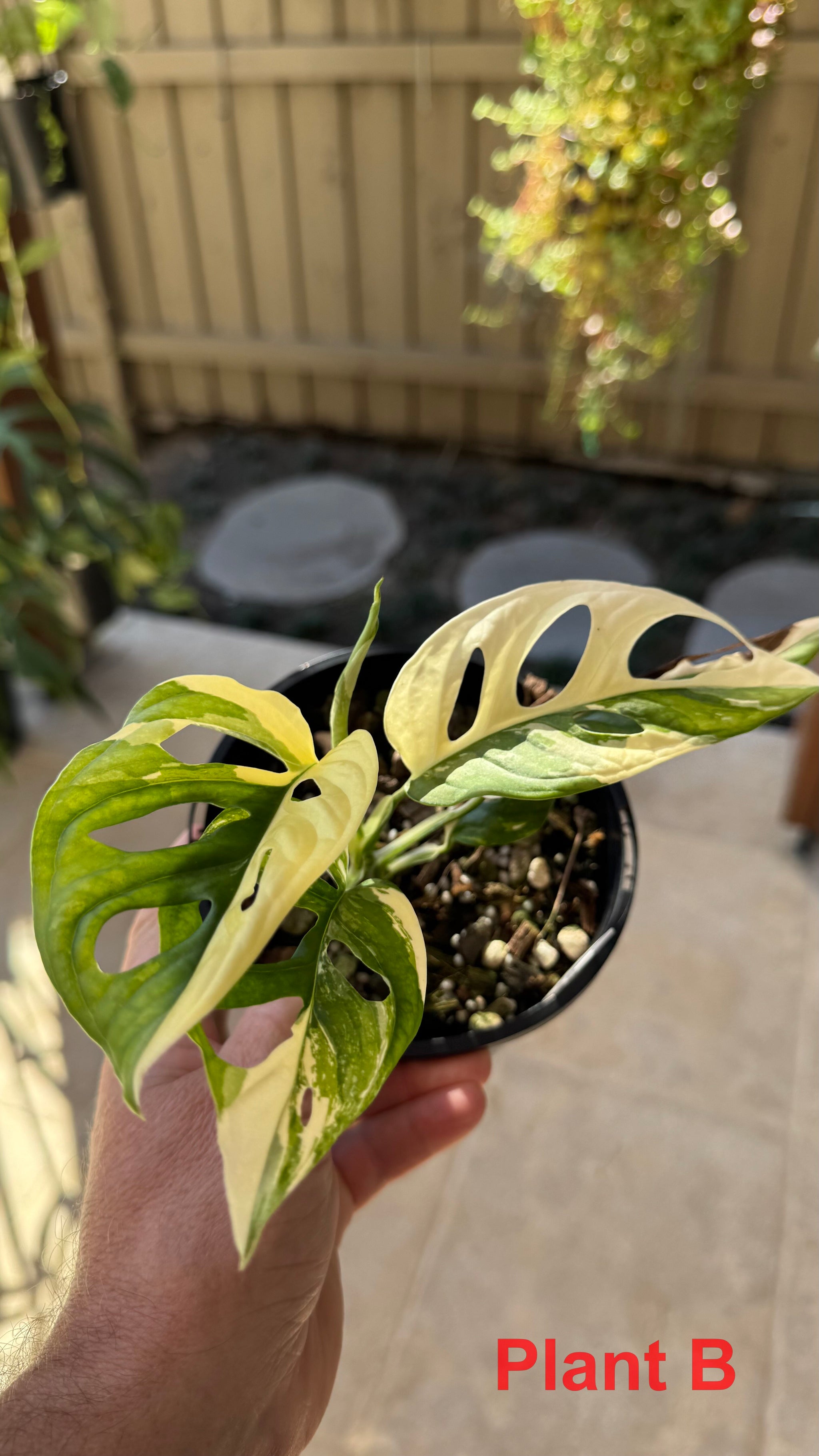 Monstera adansonii variegated Large Form