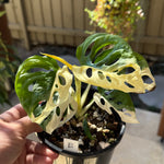 Monstera adansonii variegated Large Form