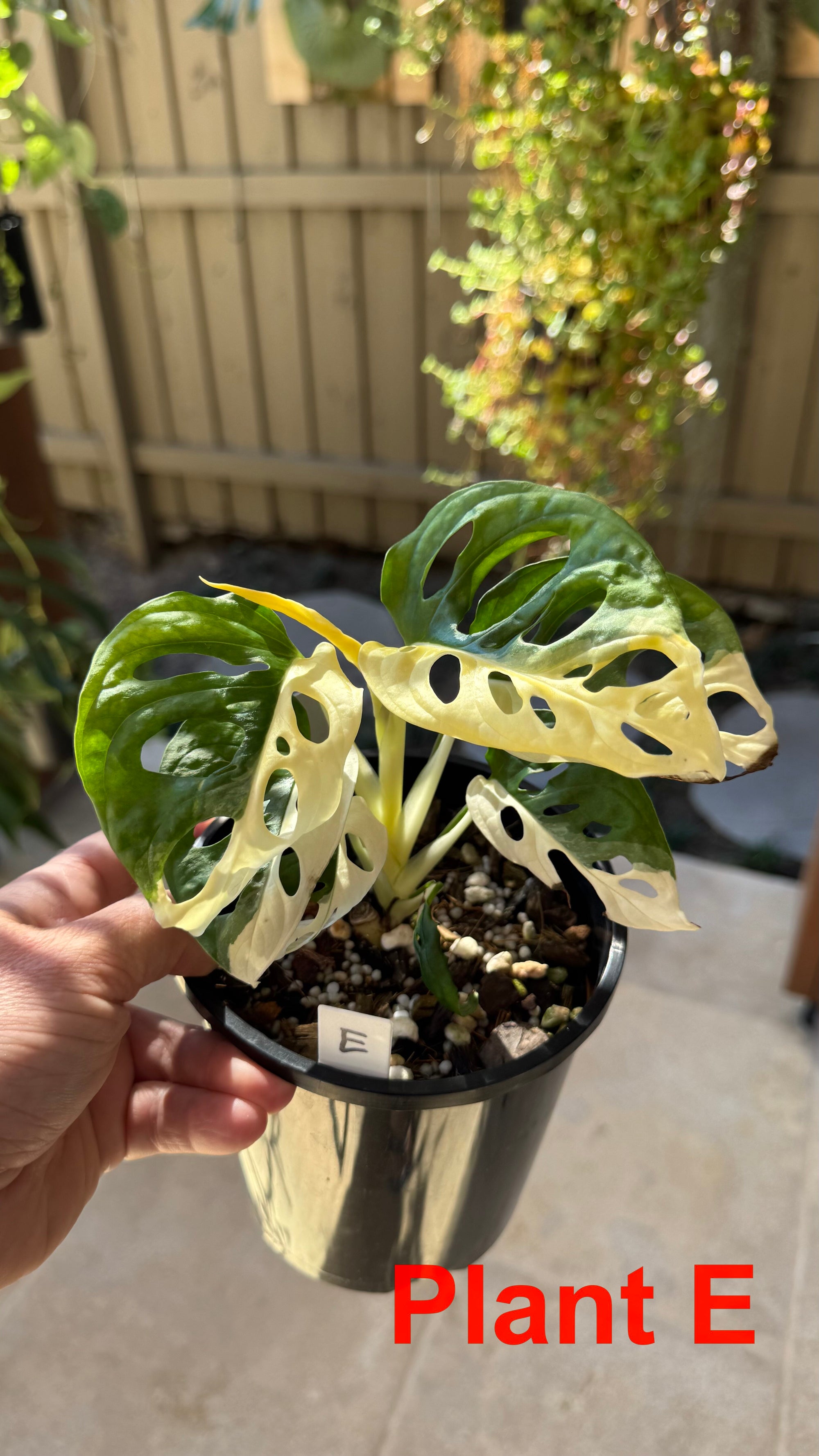 Monstera adansonii variegated Large Form