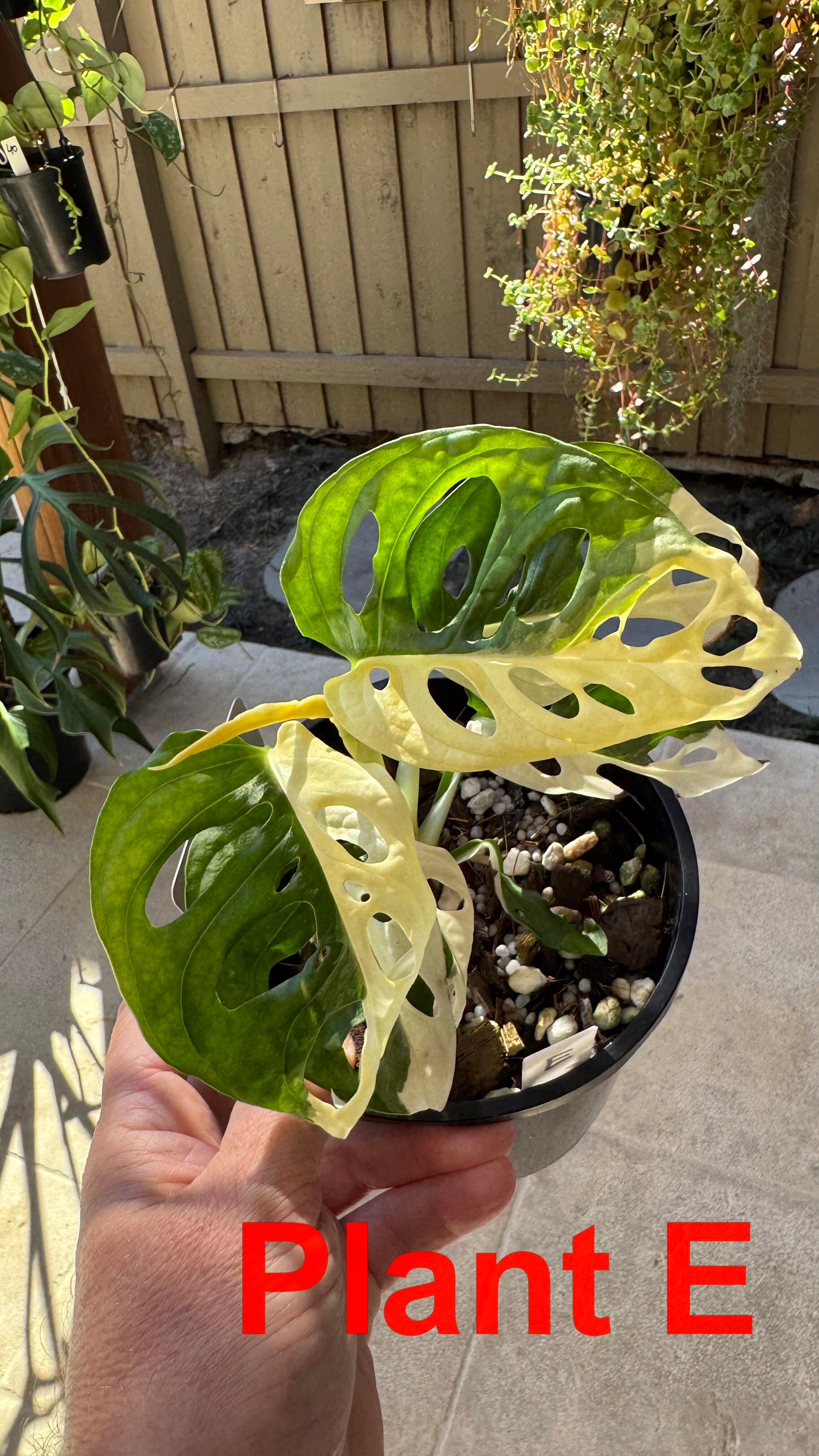 Monstera adansonii variegated Large Form