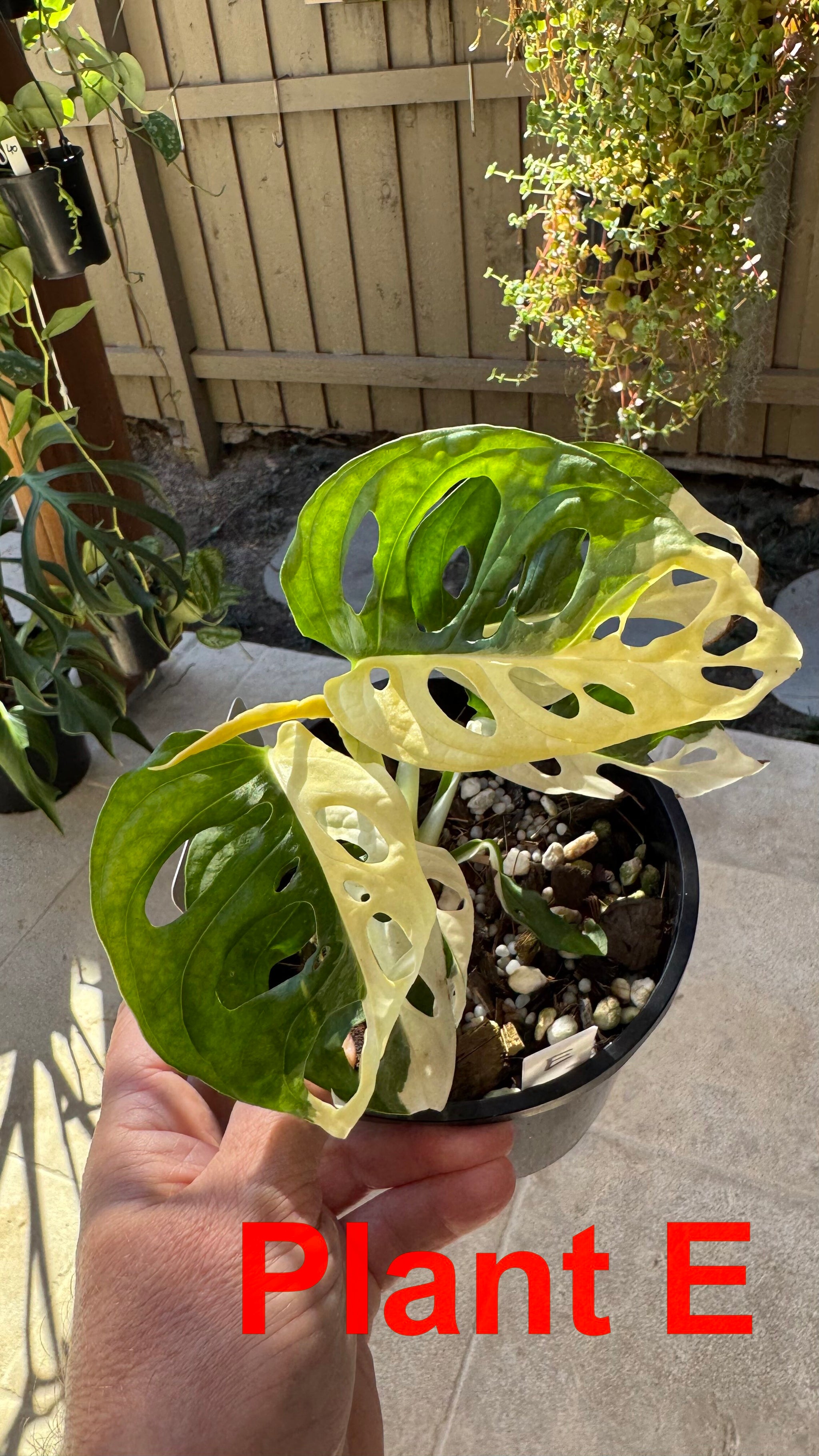 Monstera adansonii variegated Large Form
