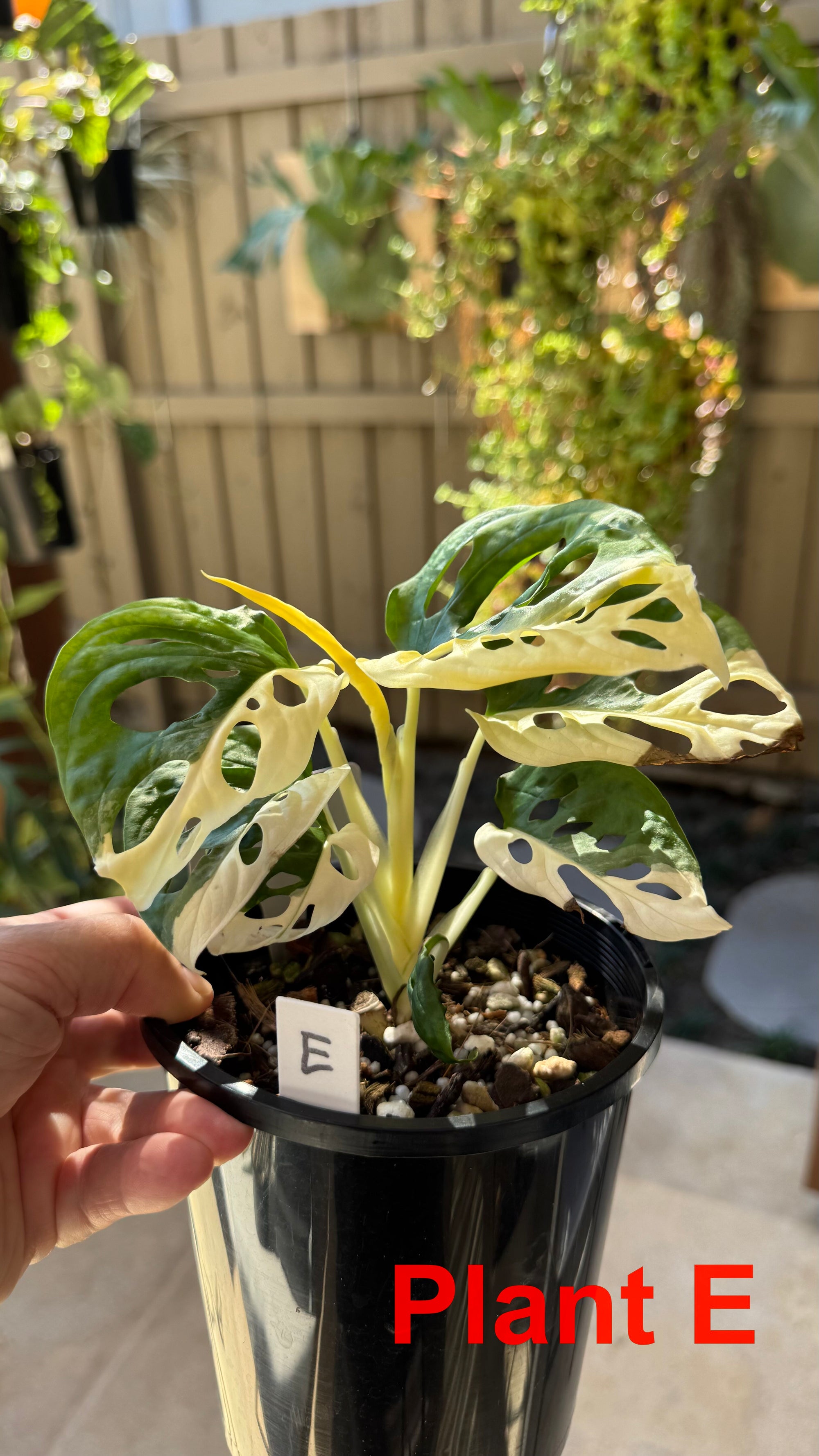 Monstera adansonii variegated Large Form