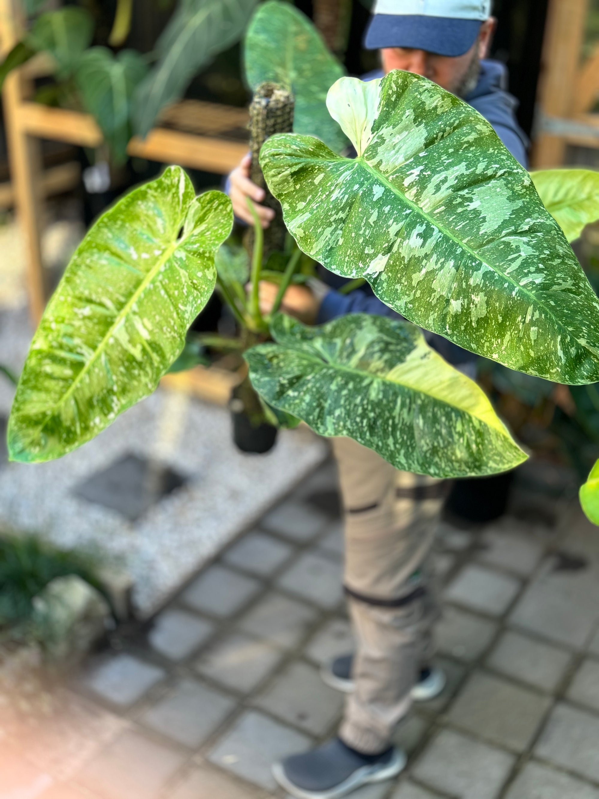 Philodendron 'Jose Buono' - Collectable