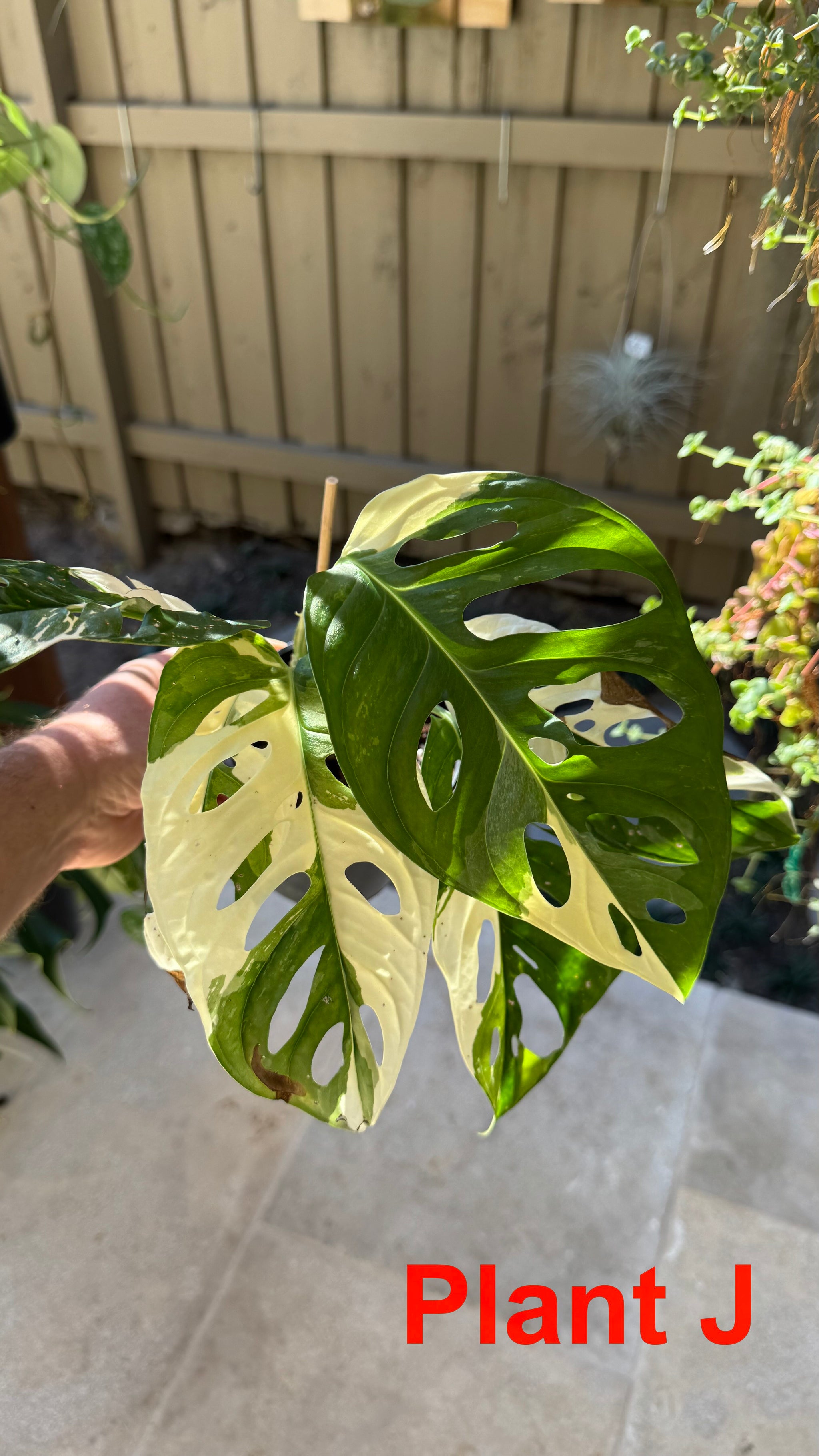 Monstera adansonii variegated Large Form
