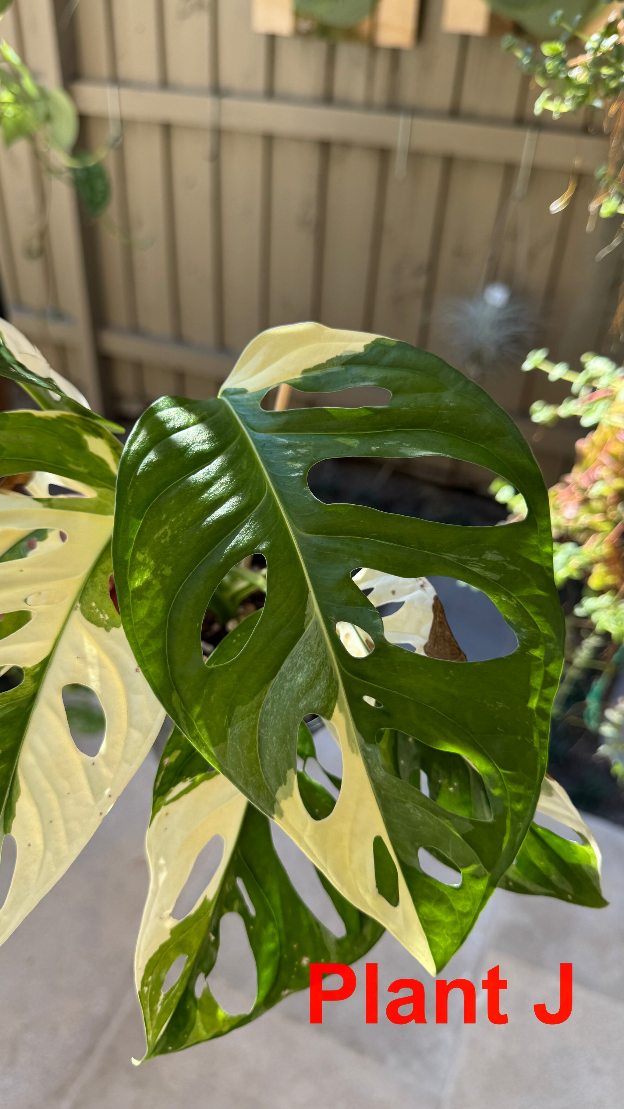 Monstera adansonii variegated Large Form