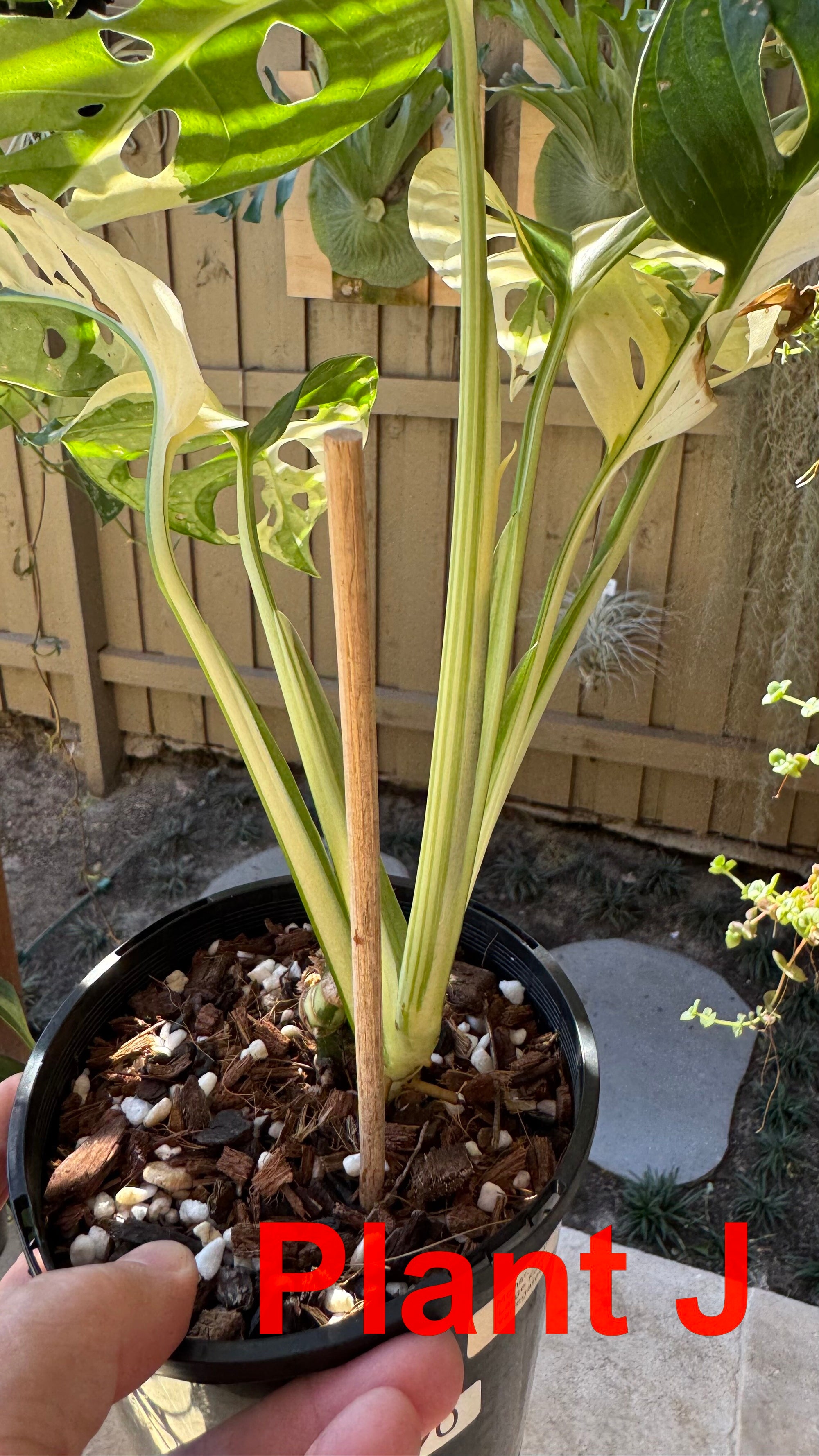 Monstera adansonii variegated Large Form