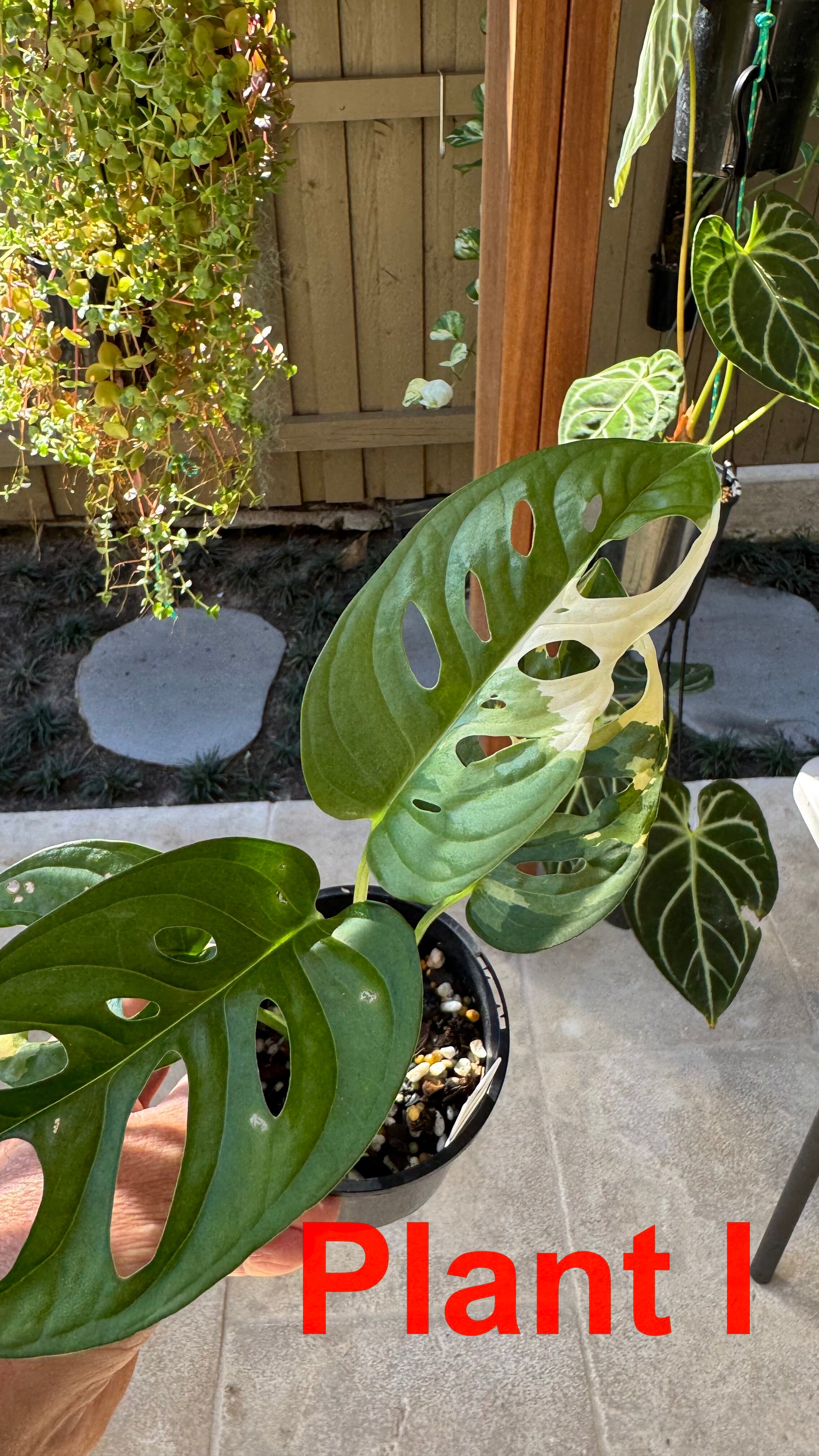 Monstera adansonii variegated Large Form