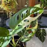 Monstera adansonii variegated Large Form