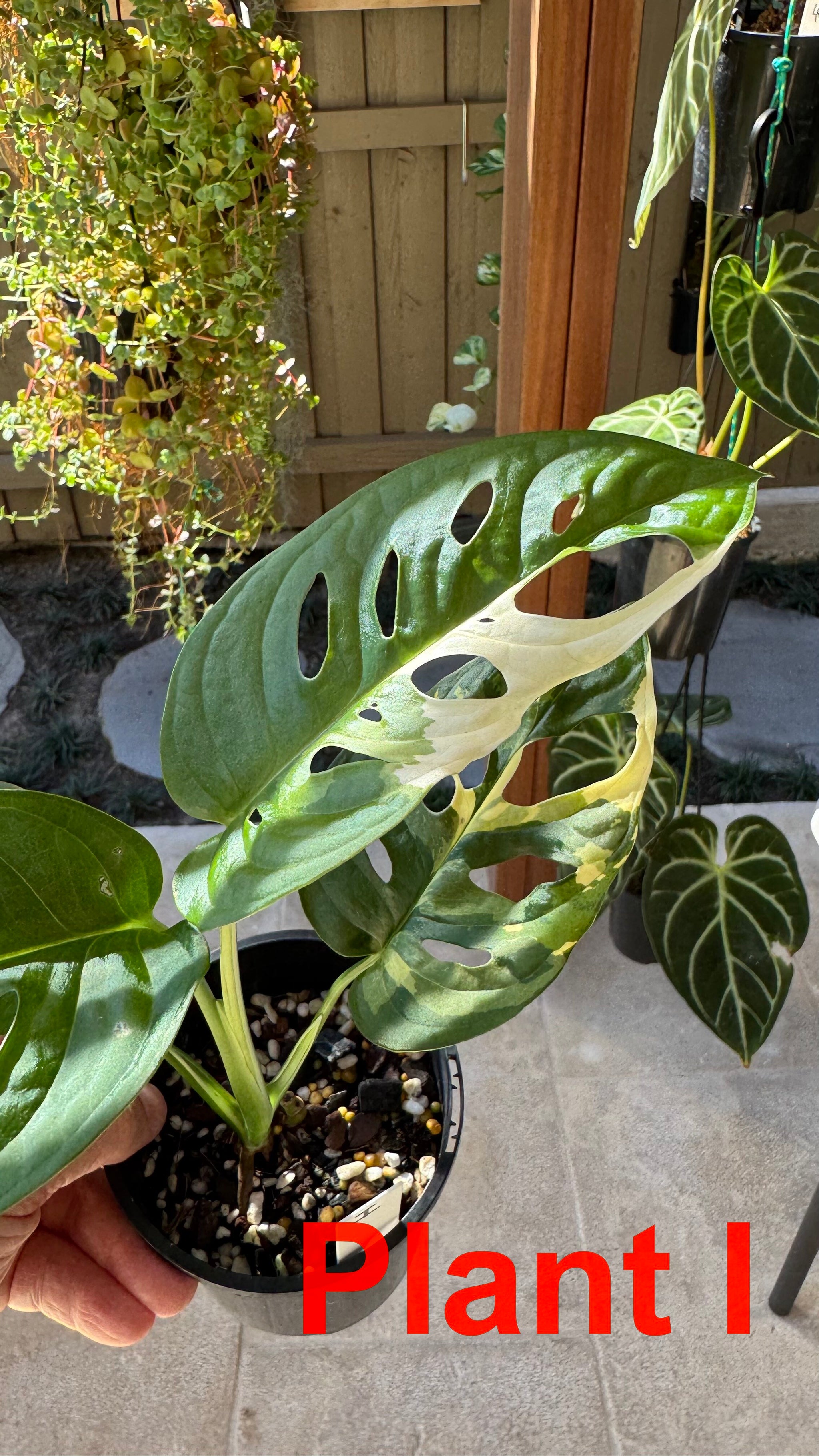 Monstera adansonii variegated Large Form