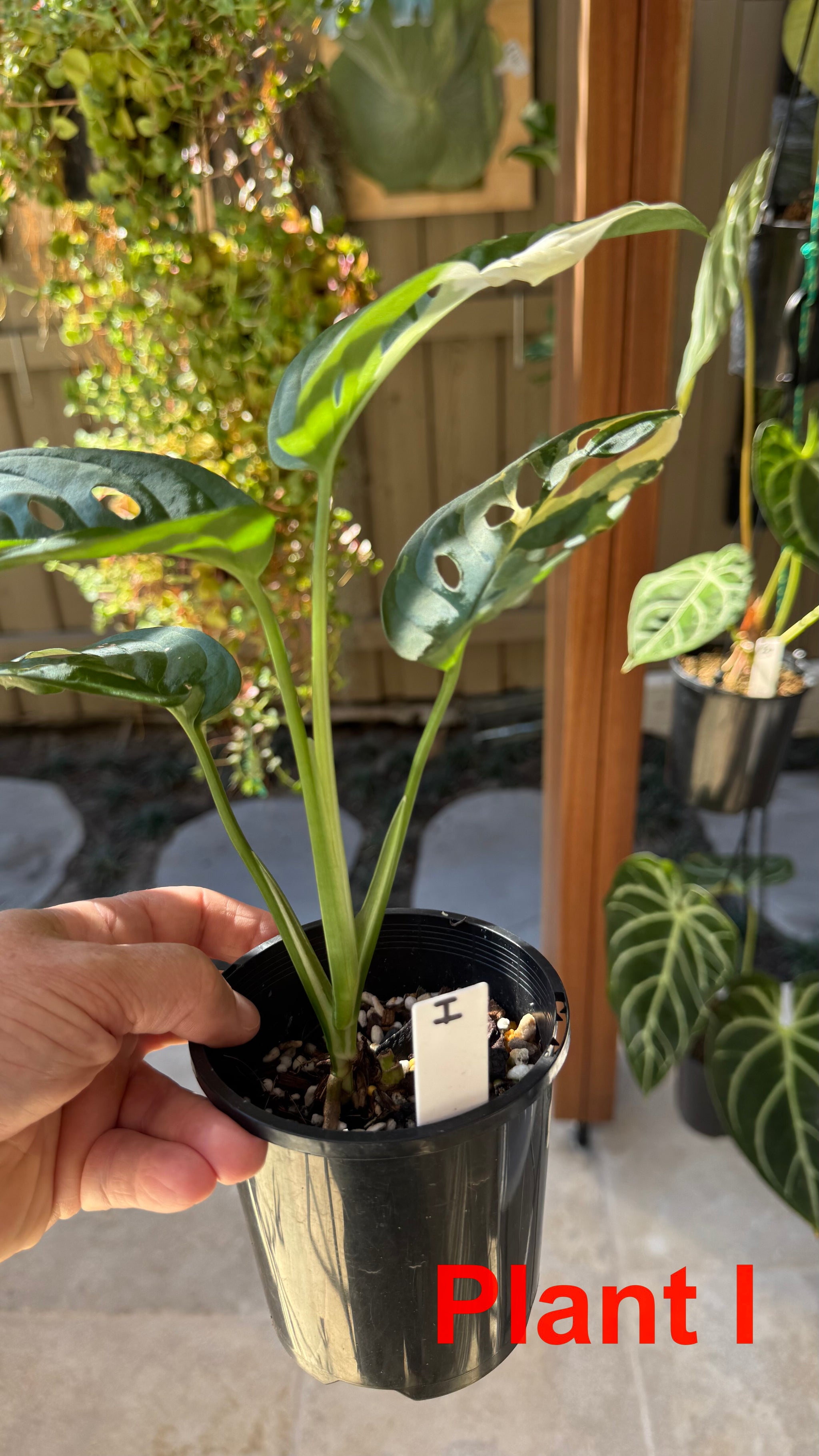 Monstera adansonii variegated Large Form