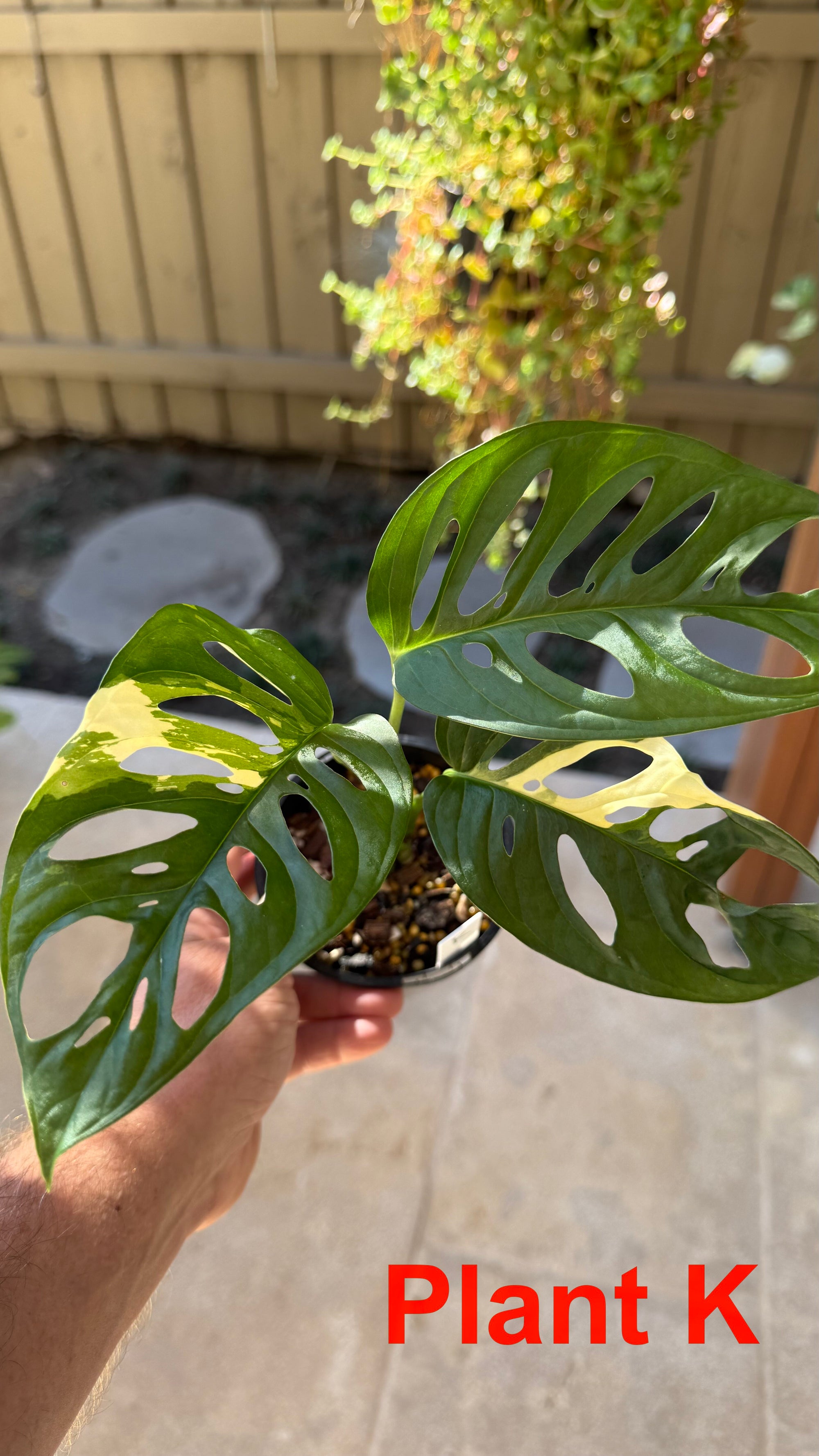 Monstera adansonii variegated Large Form