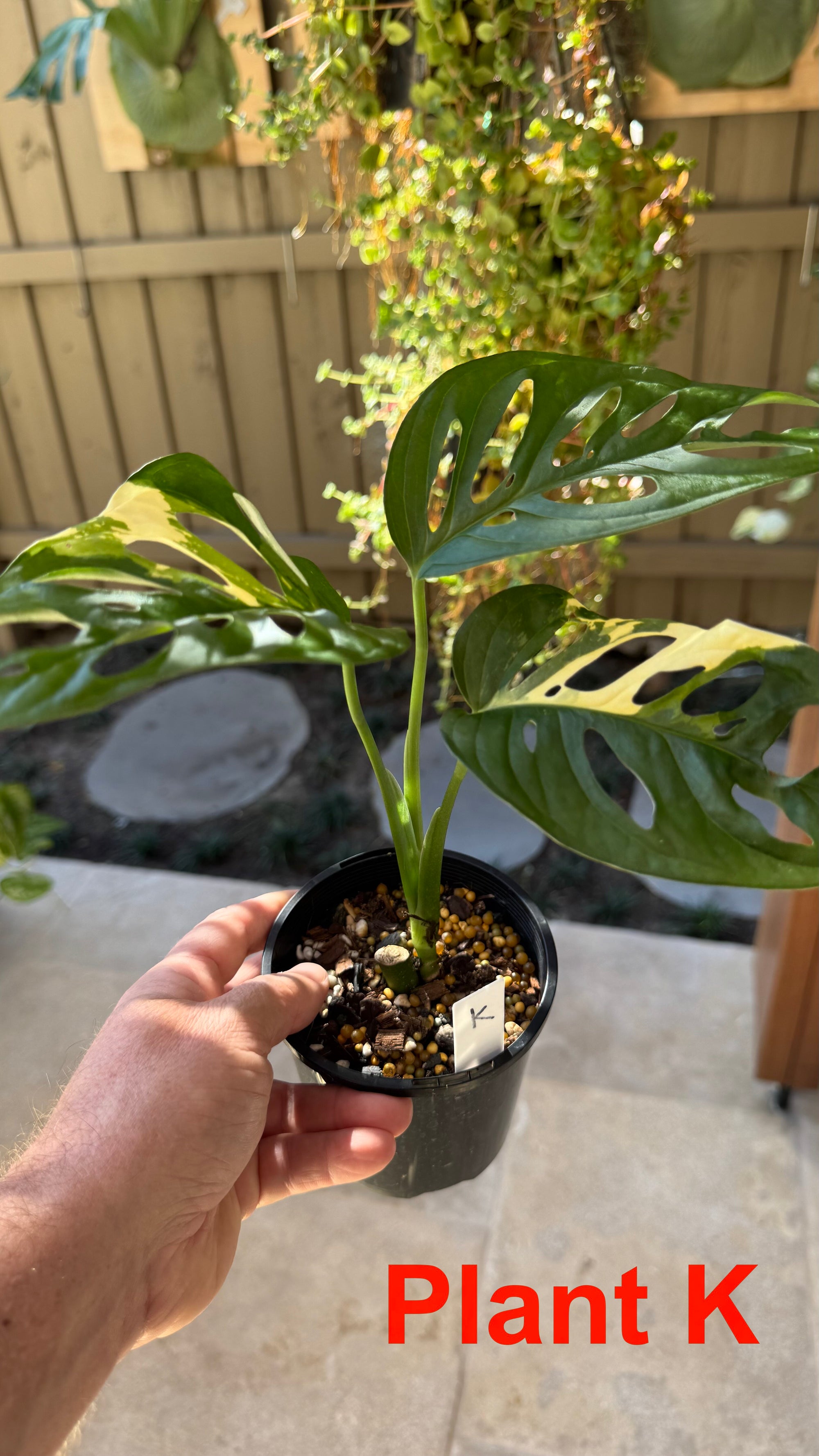 Monstera adansonii variegated Large Form