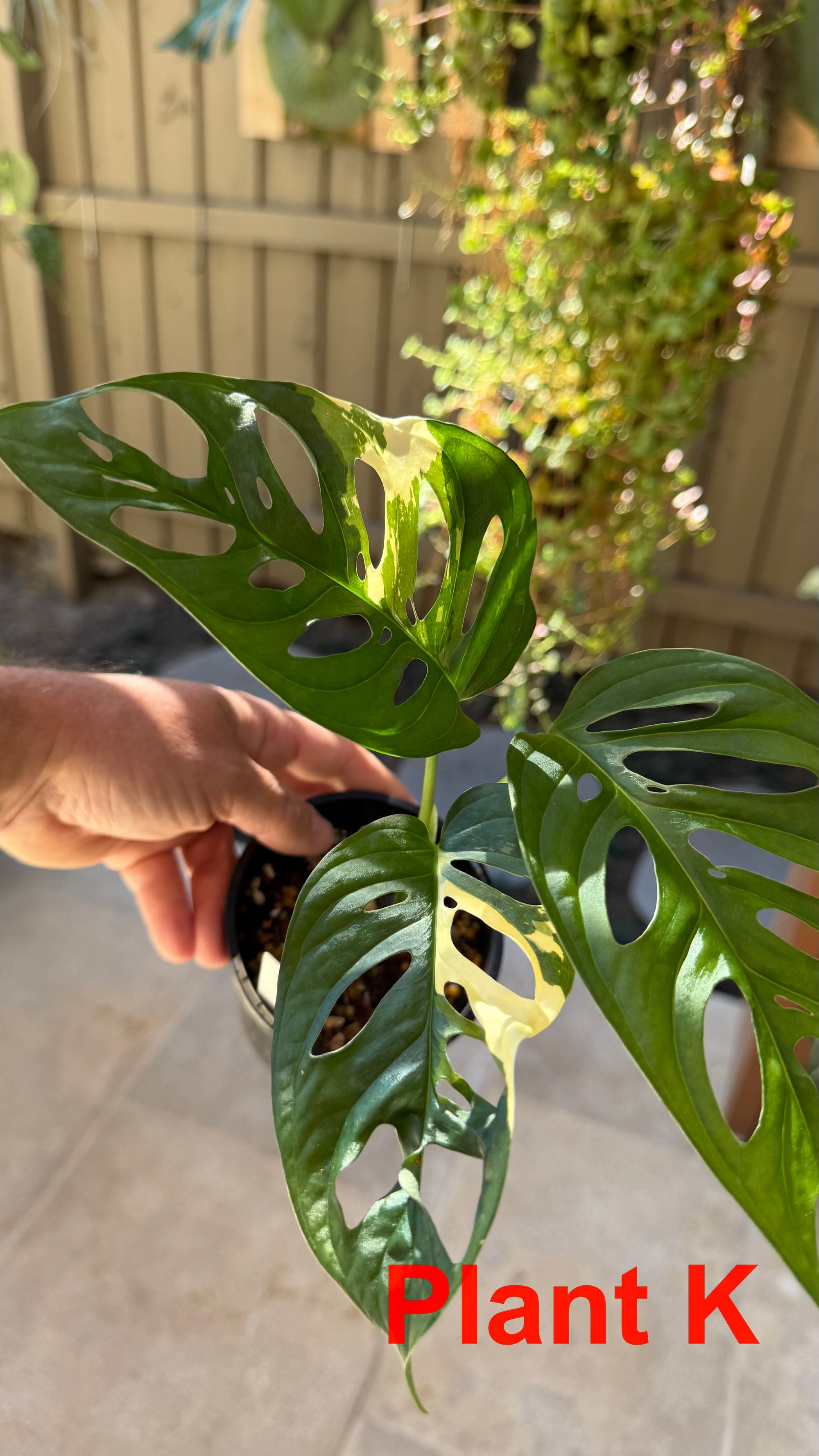 Monstera adansonii variegated Large Form