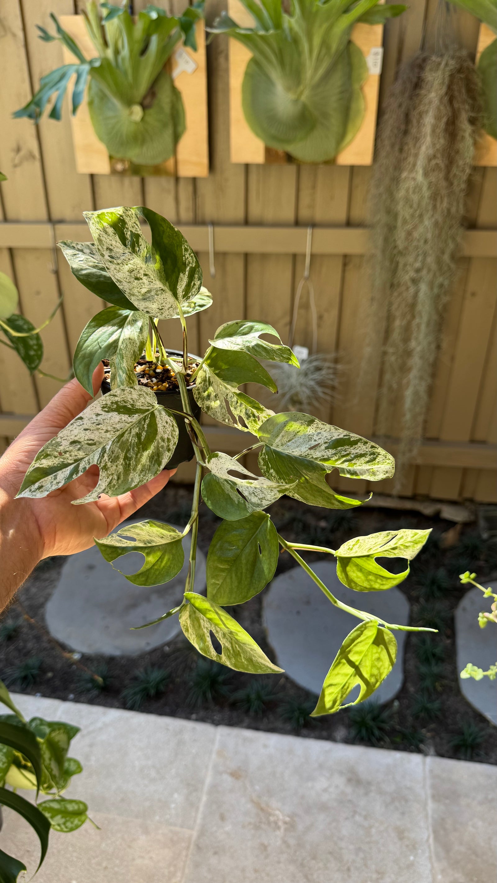Epipremnum pinnatum 'Marble King'