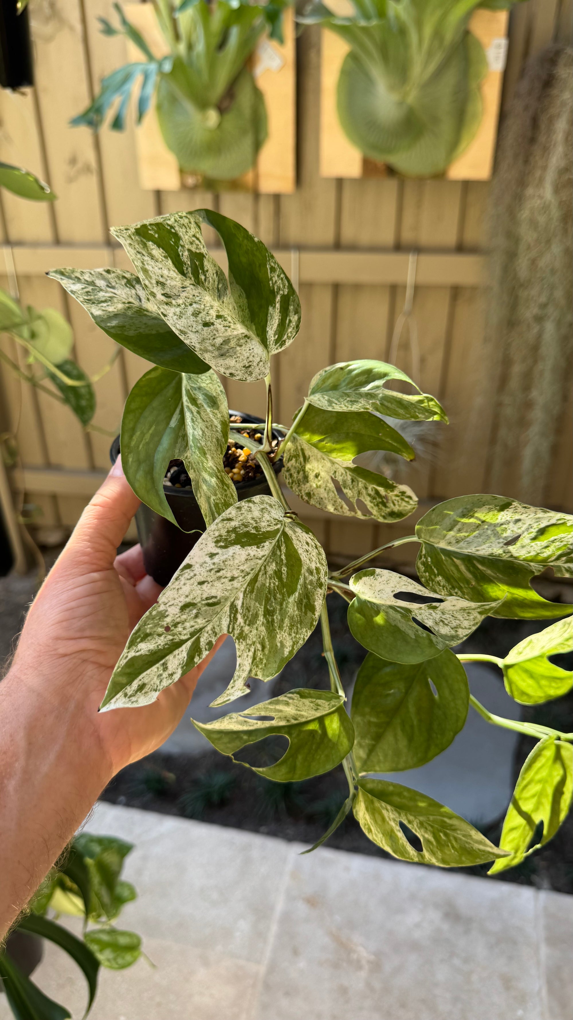 Epipremnum pinnatum 'Marble King'
