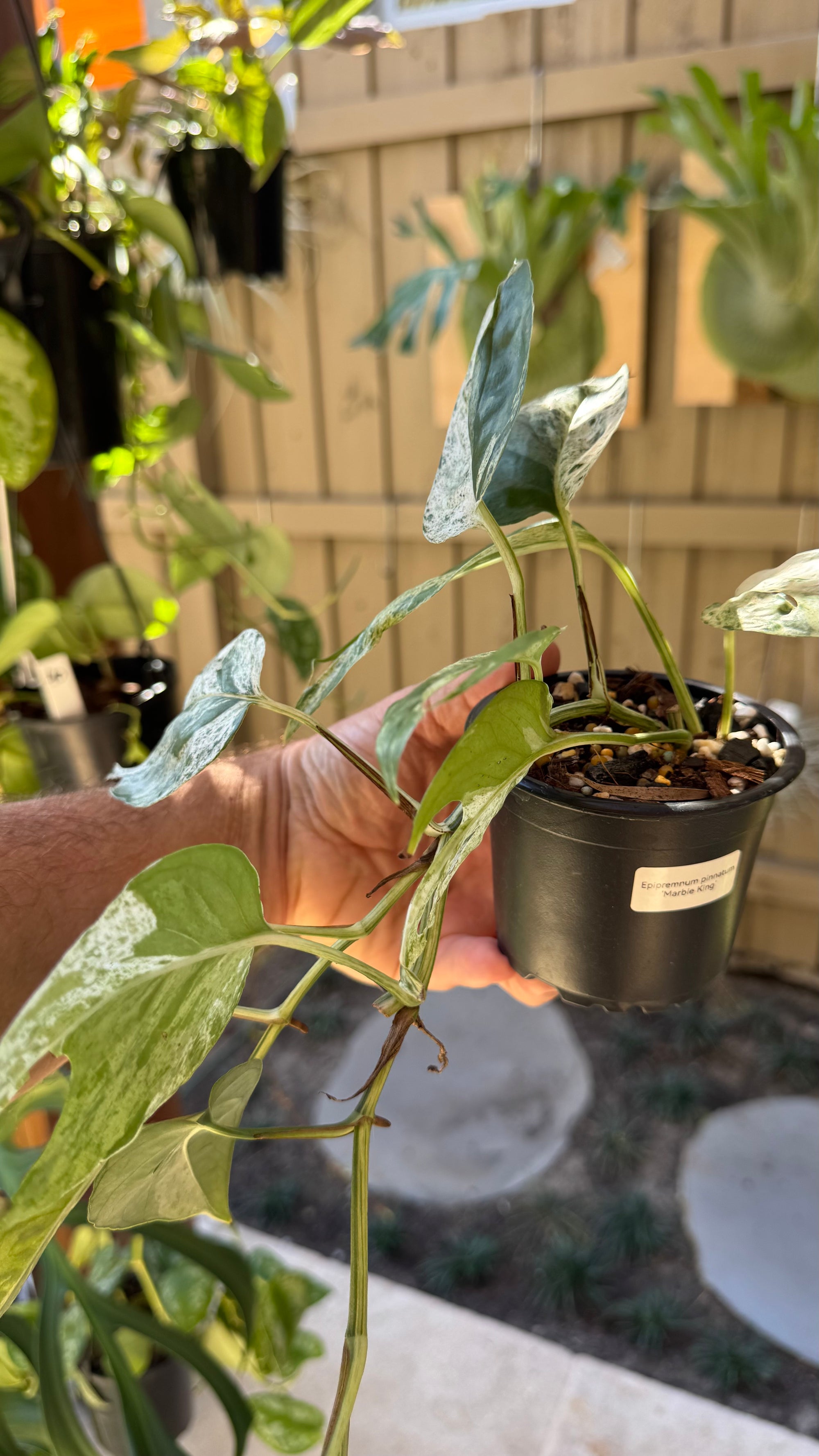 Epipremnum pinnatum 'Marble King'