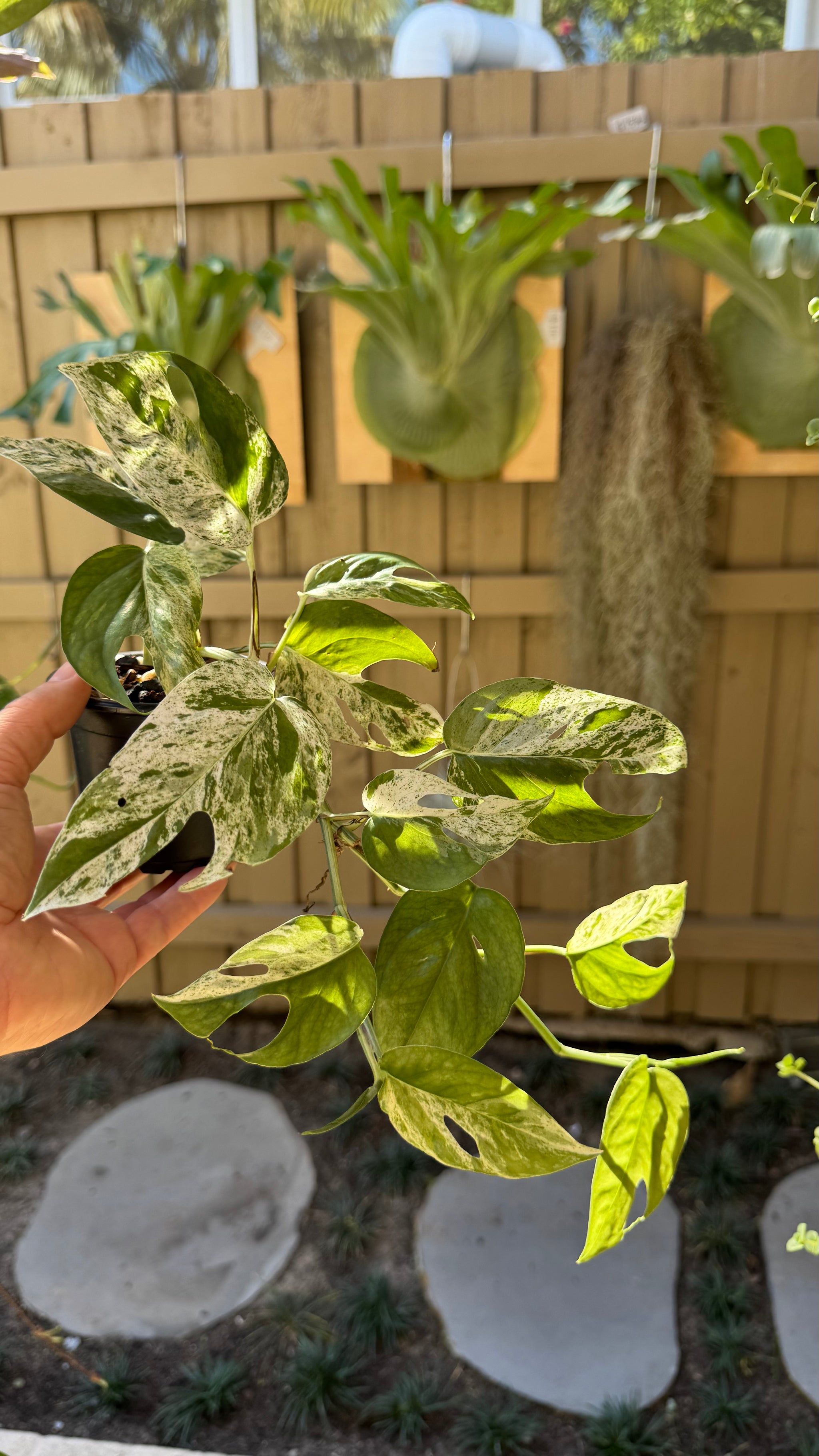 Epipremnum pinnatum 'Marble King'