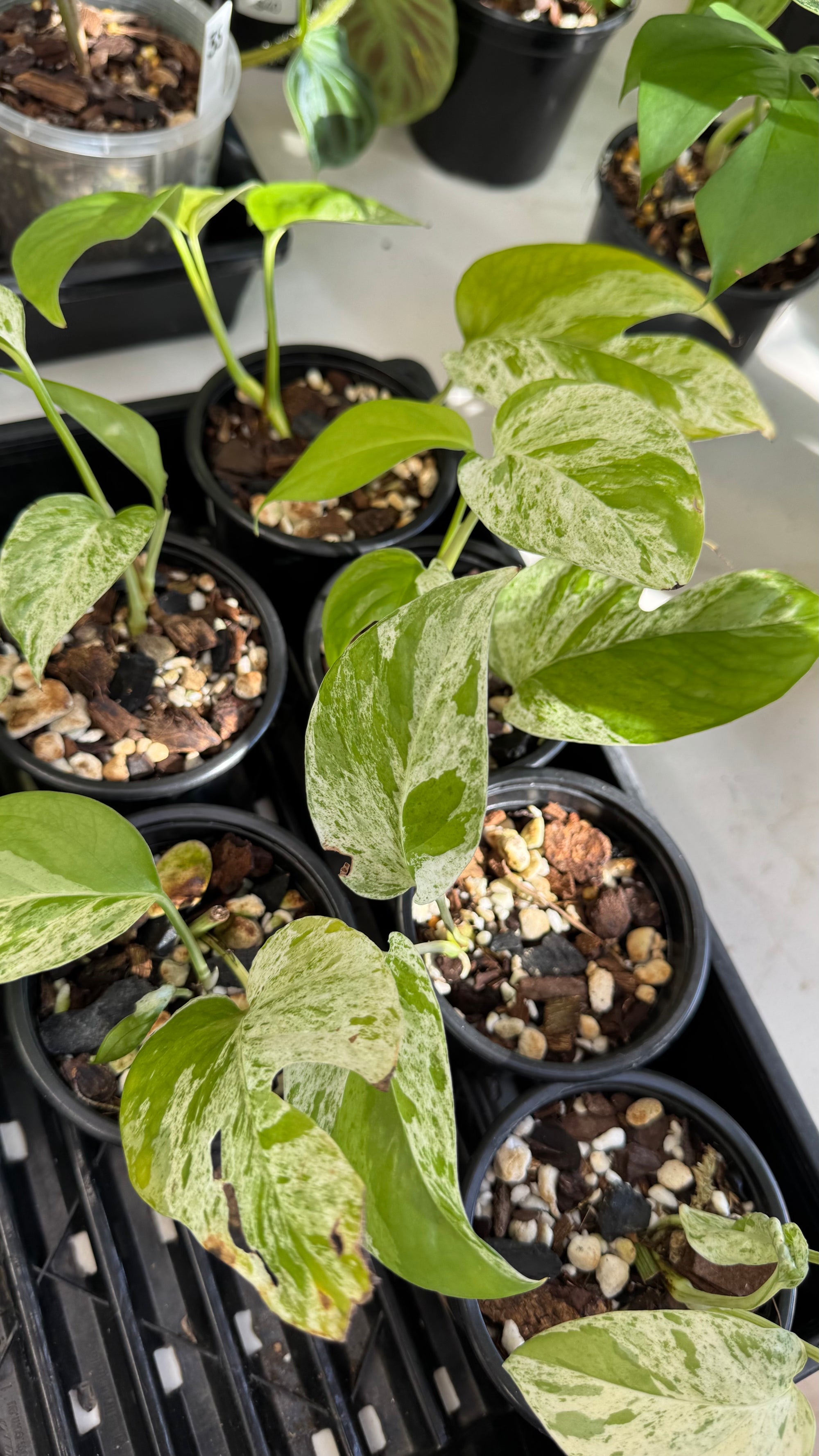 Epipremnum pinnatum 'Marble King'