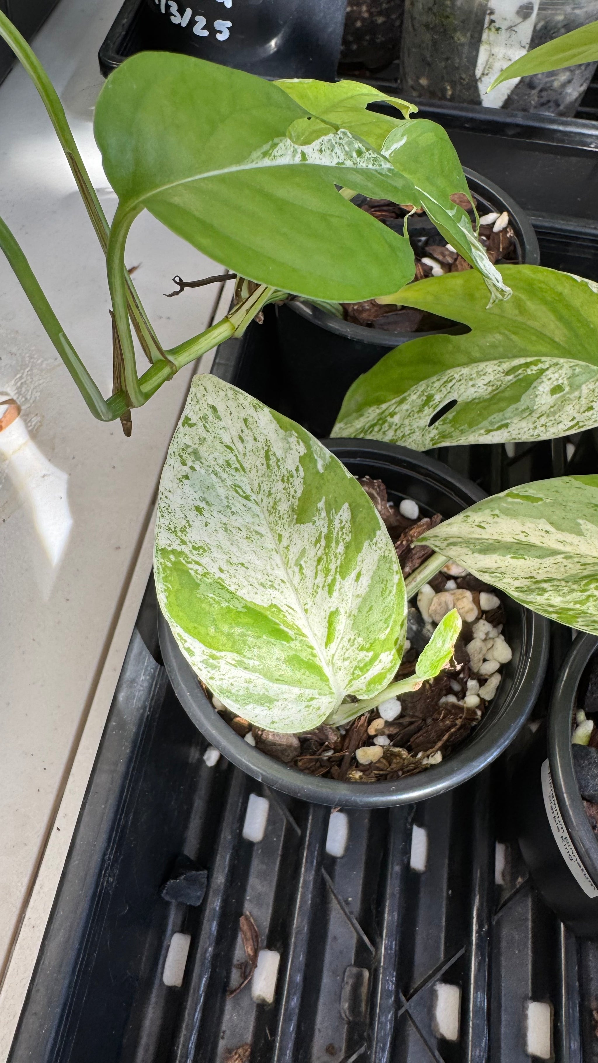 Epipremnum pinnatum 'Marble King'