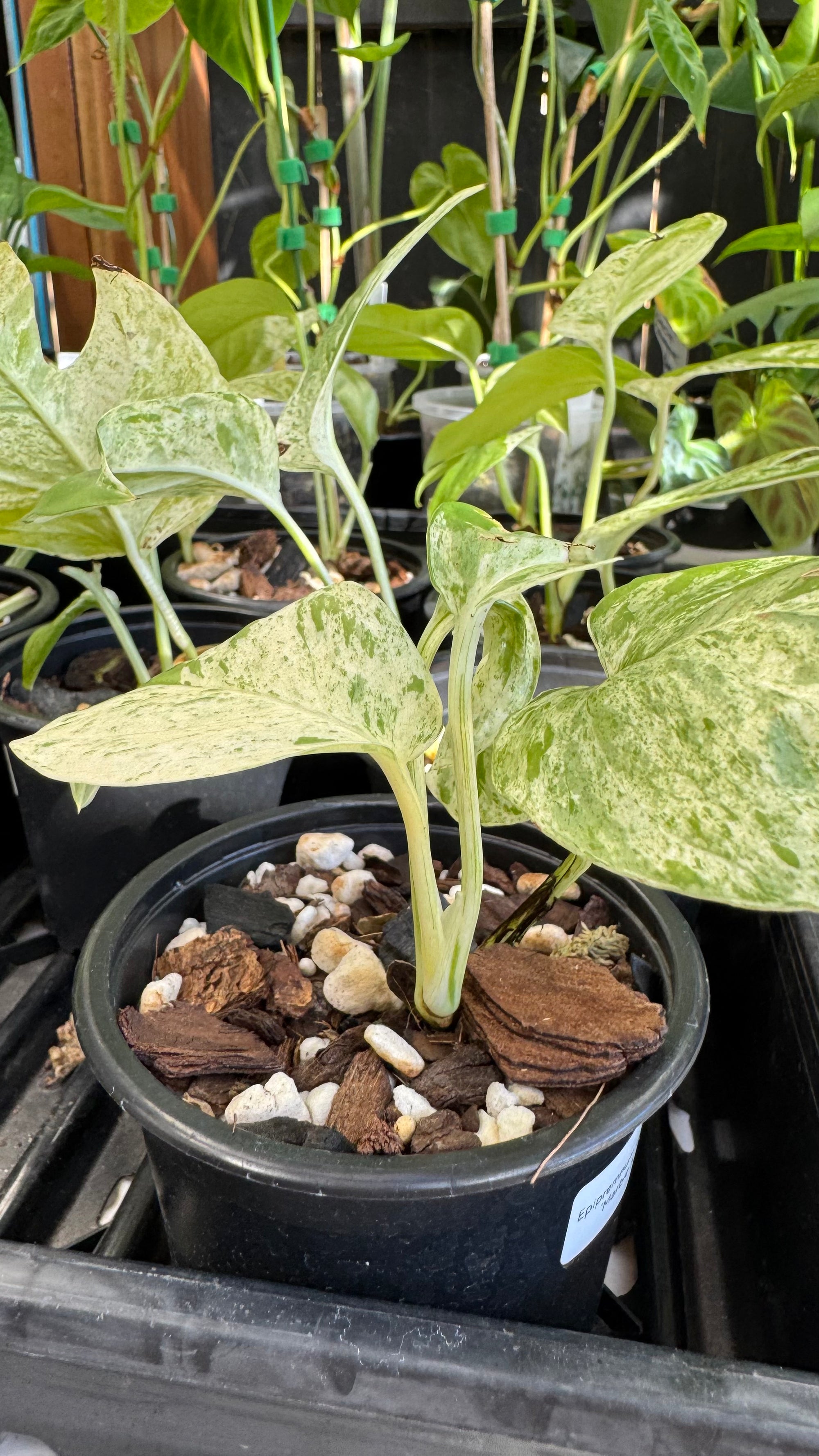 Epipremnum pinnatum 'Marble King'